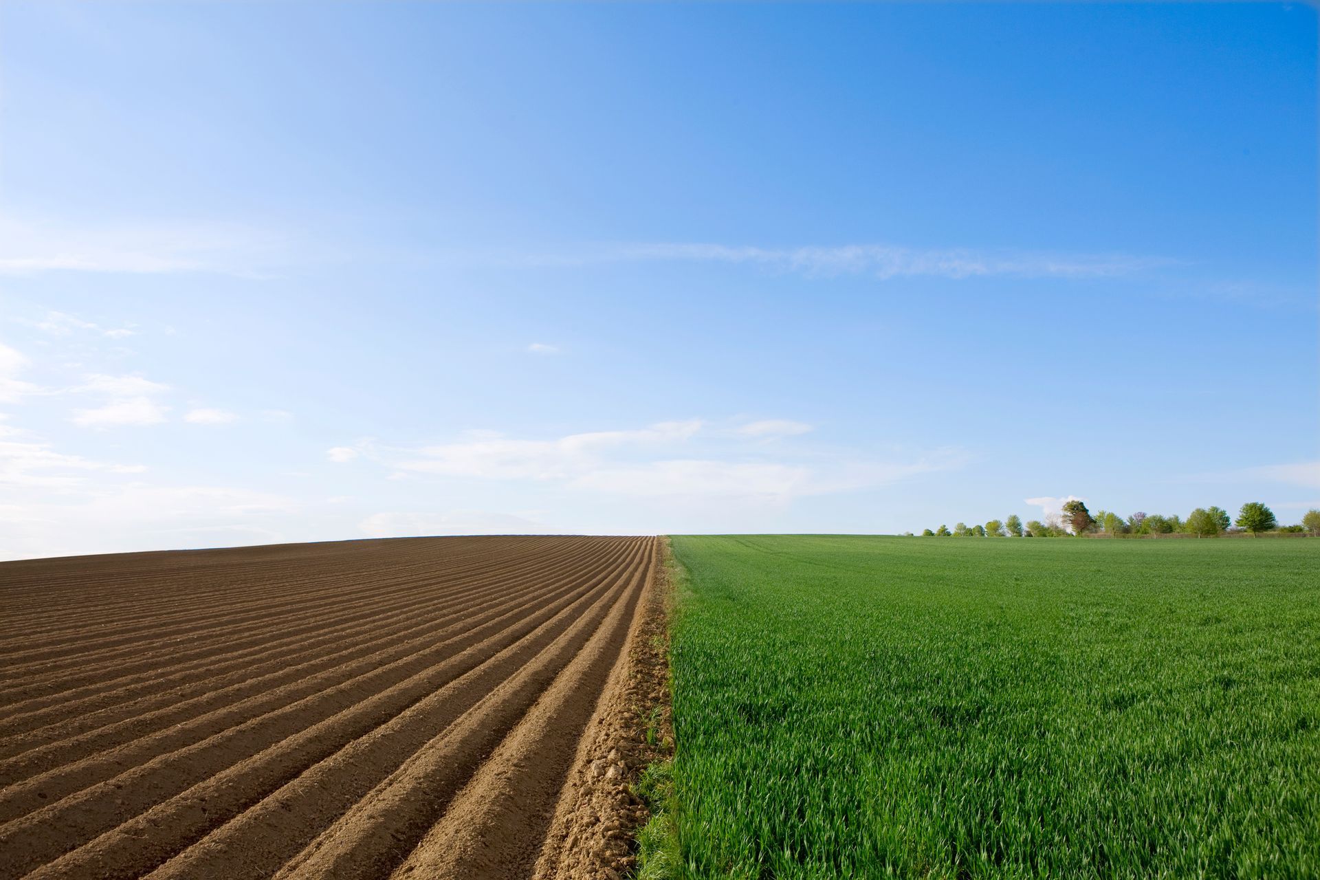 An Image of a serene farm field