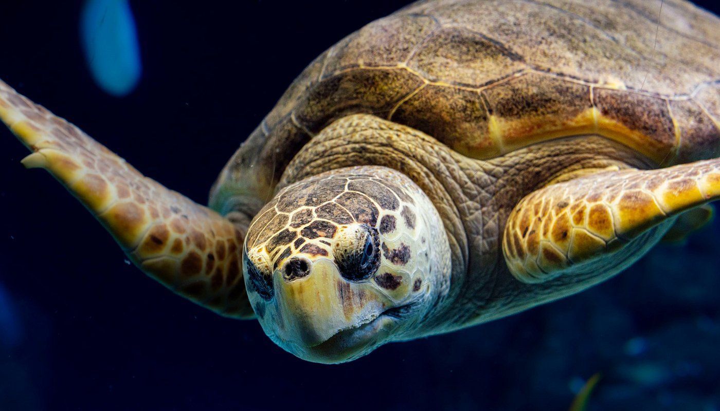 A sea turtle is swimming in the ocean and looking at the camera.