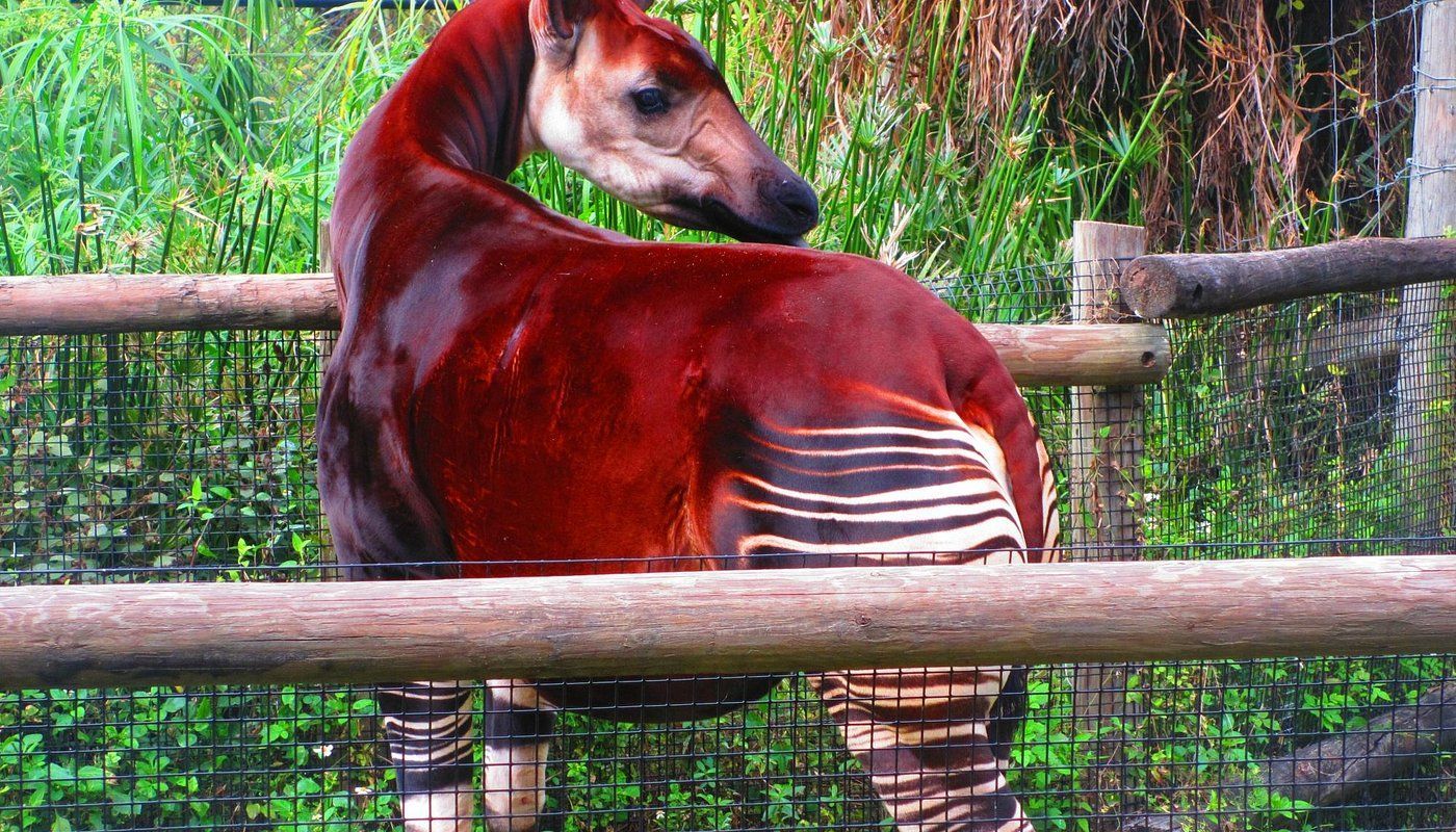 A red okapi is standing behind a fence in a zoo enclosure.