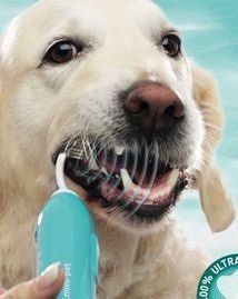 pet dental treatment