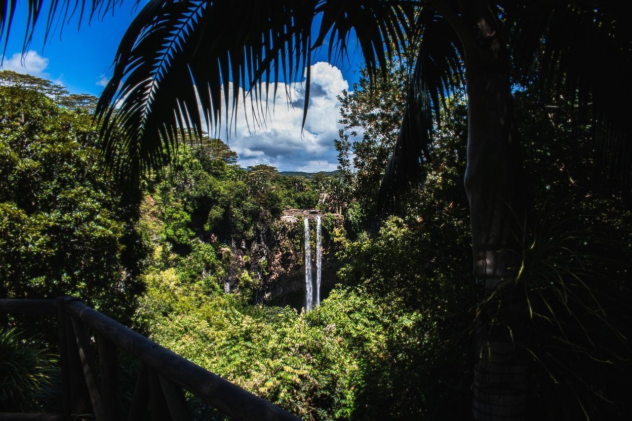 A waterfall in the middle of a lush green forest surrounded by palm trees.