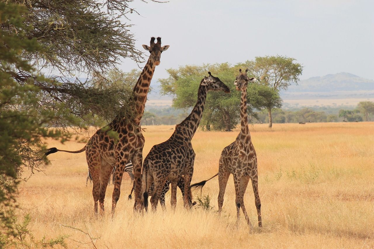 Three giraffes are standing next to each other in a field.