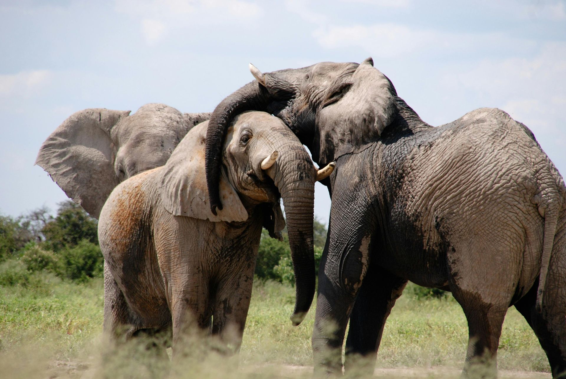 Three elephants are standing next to each other in a field.