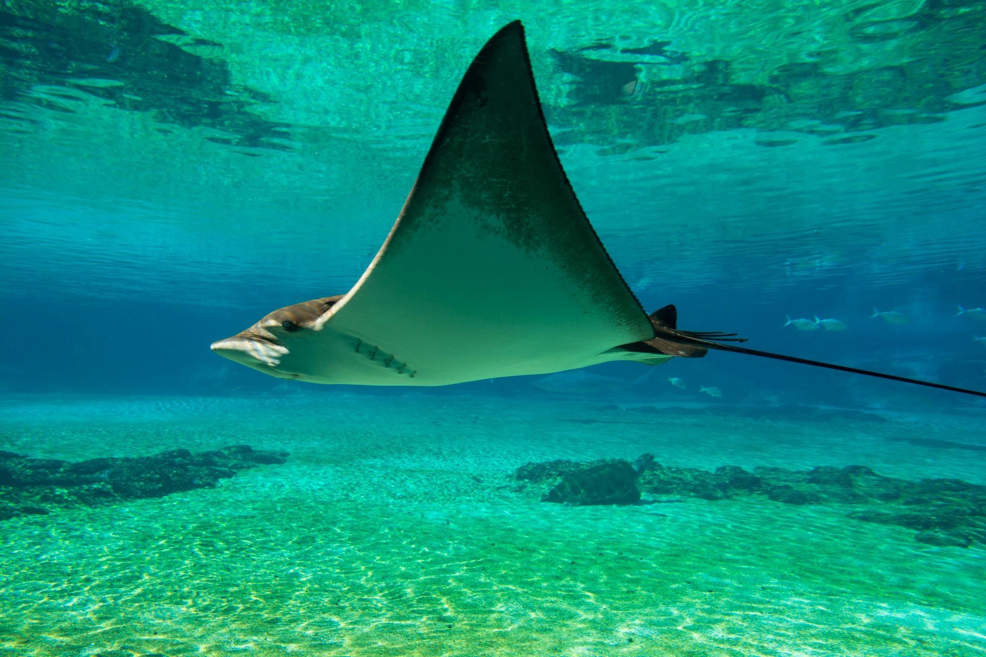 A stingray is swimming in the ocean near the shore.