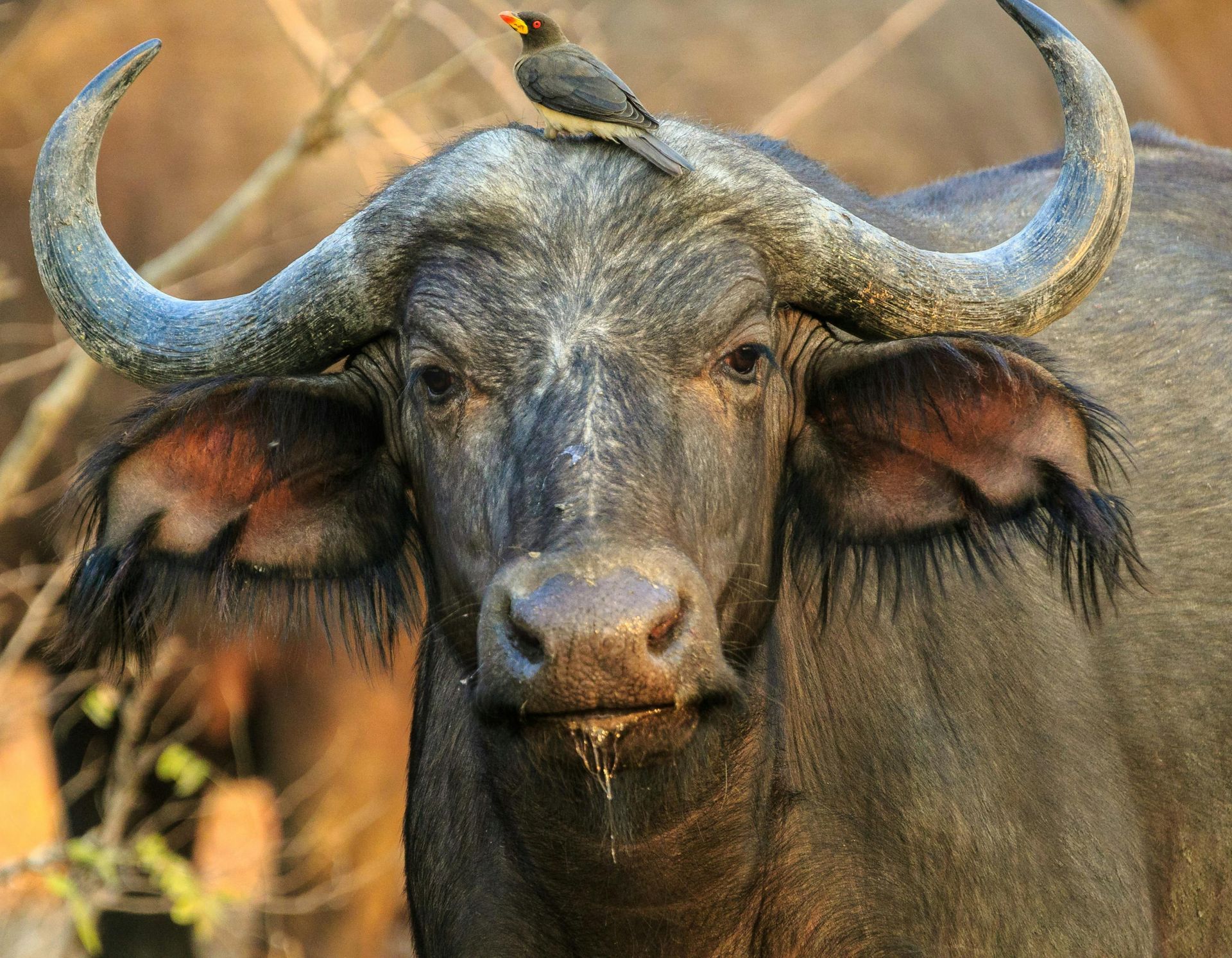 A close up of a buffalo with a bird on its horn