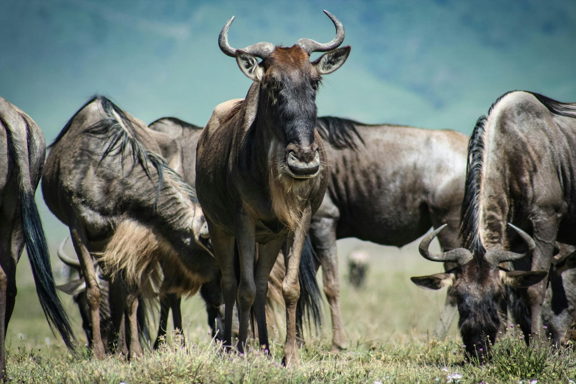 A herd of wildebeest grazing in a field in the Serenget.