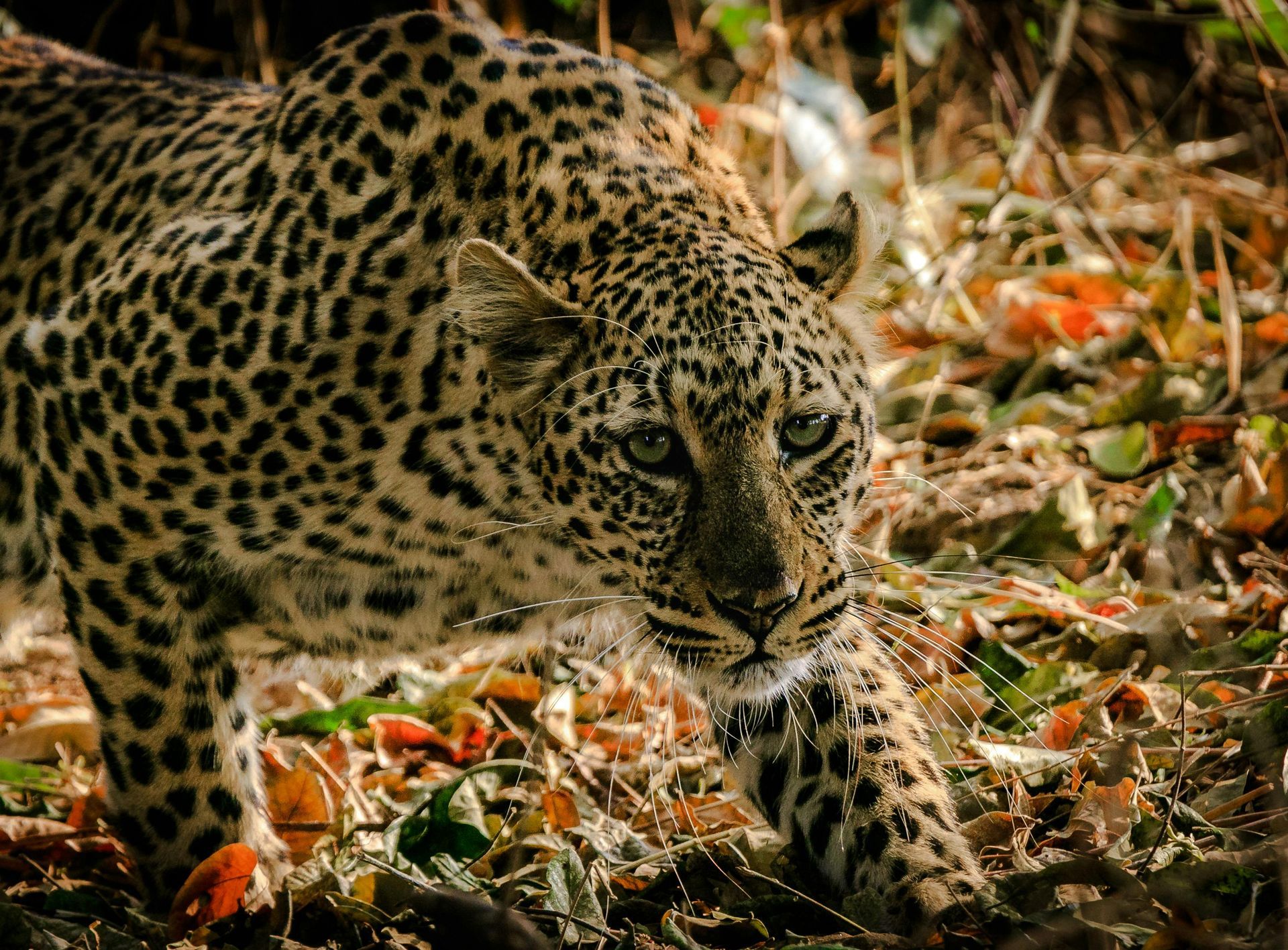 A leopard is walking through the woods looking at the camera.