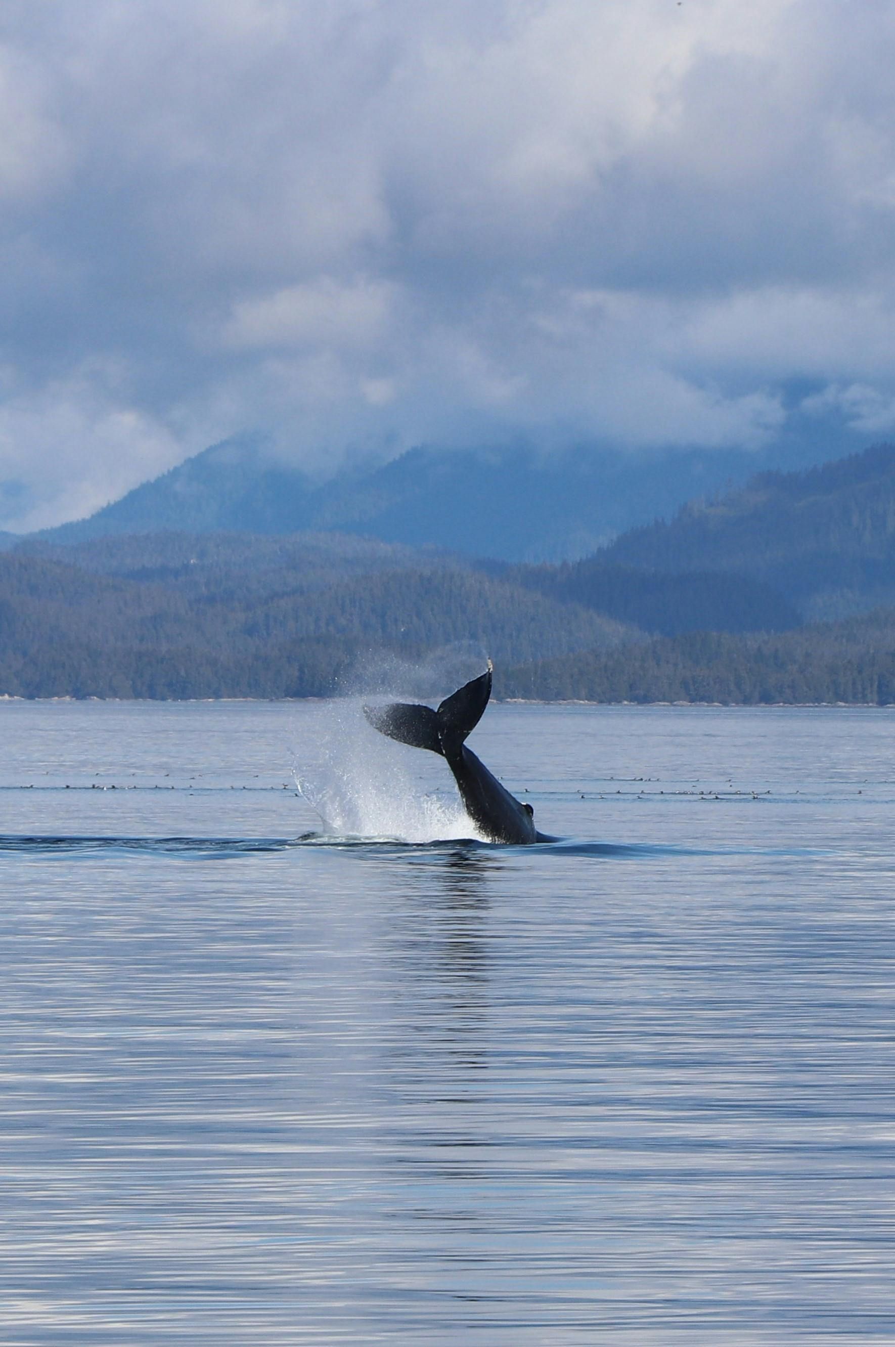 A humpback whale is swimming in the ocean with mountains in the background.