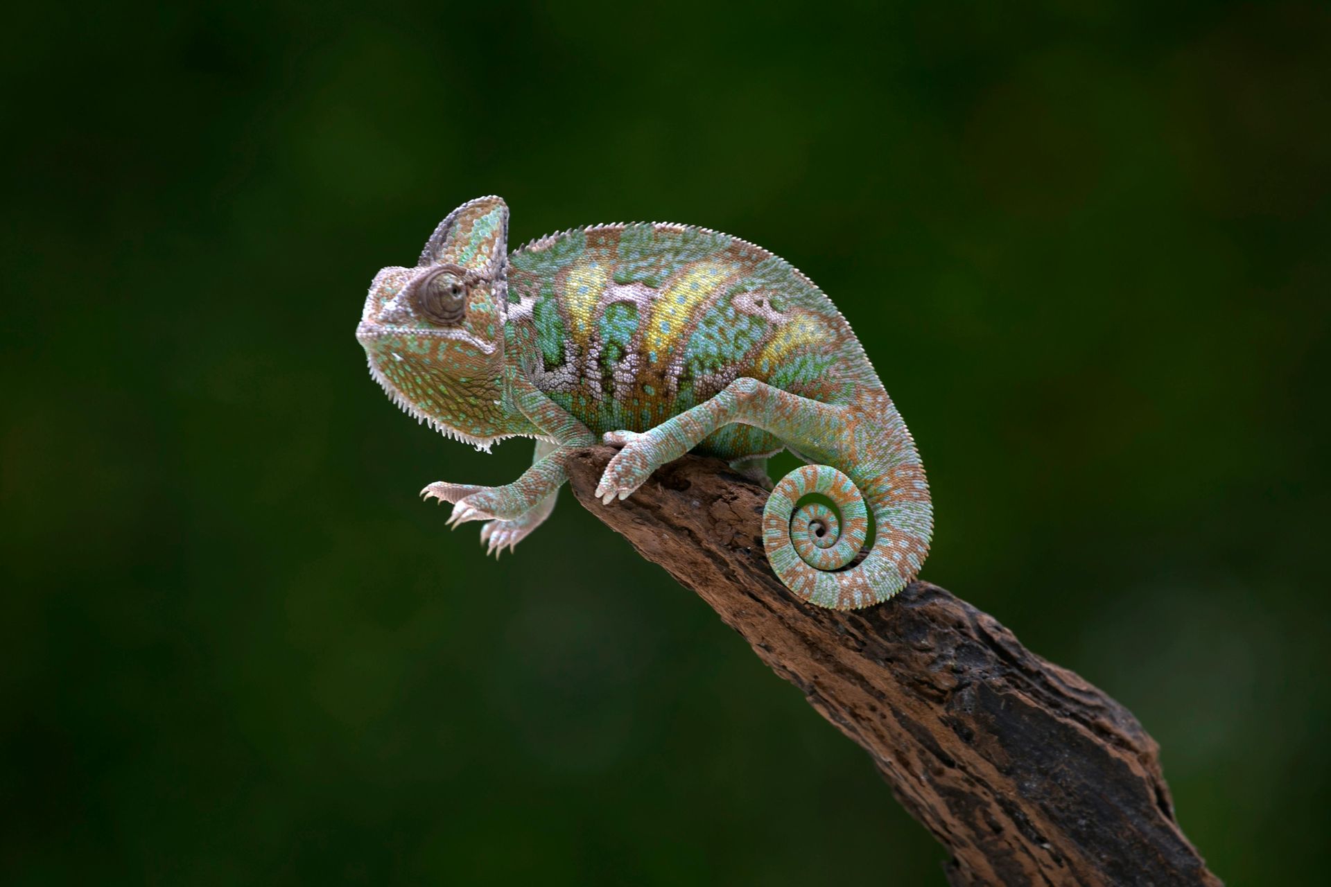 A chameleon is sitting on a tree branch in rainforest of Madagascar