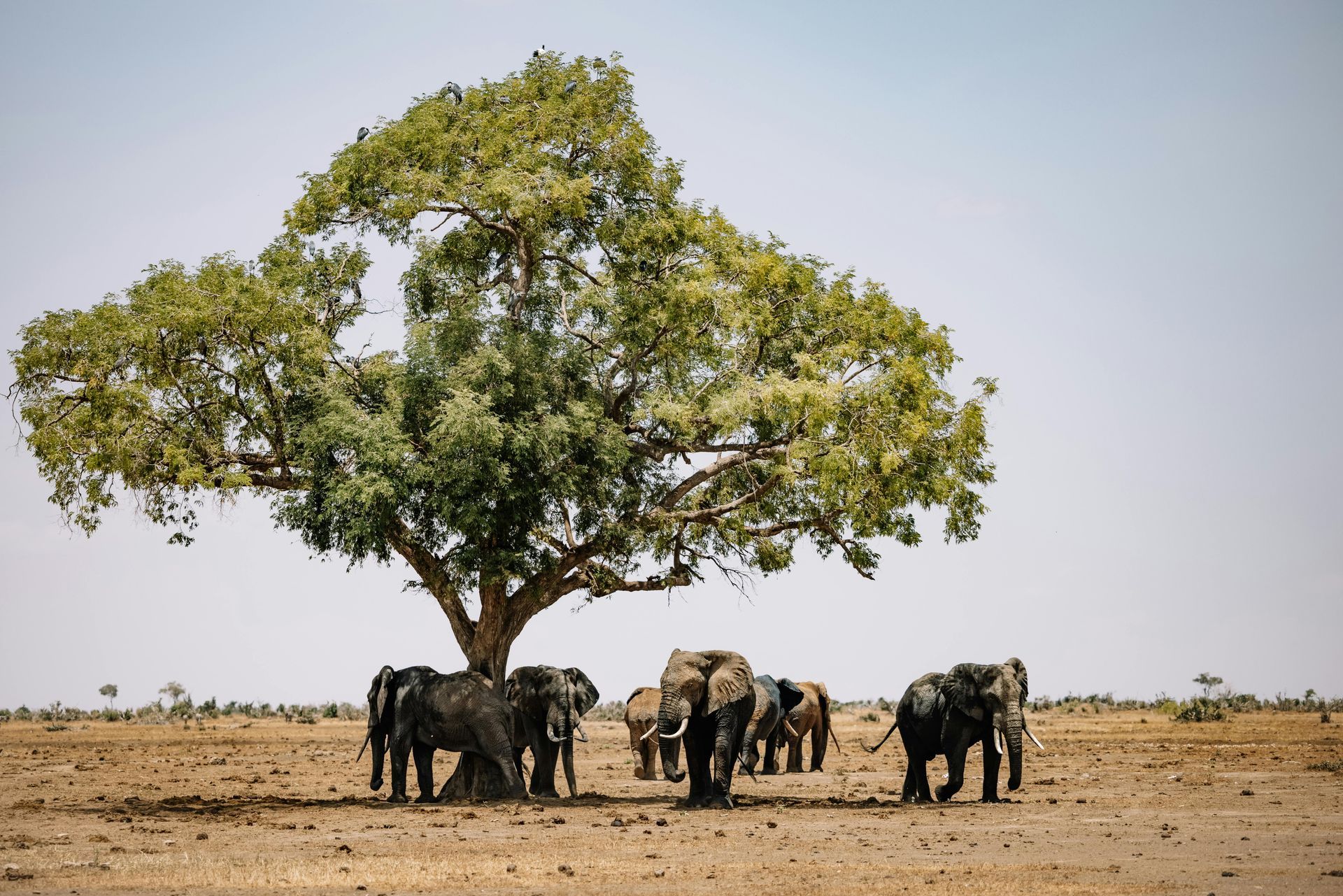 A herd of elephants are standing under a tree in the desert.