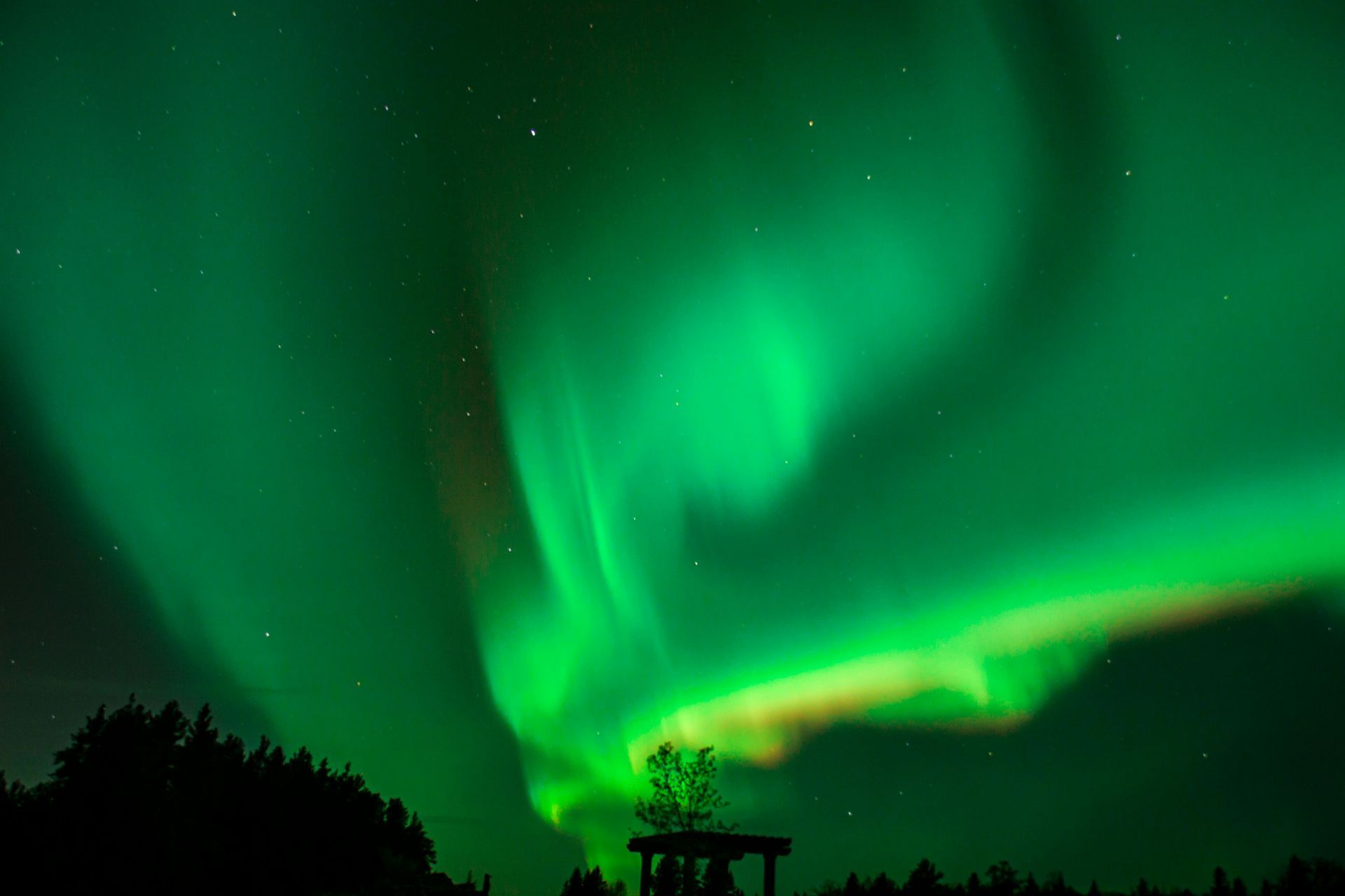 The aurora borealis is dancing in the night sky over a forest.
