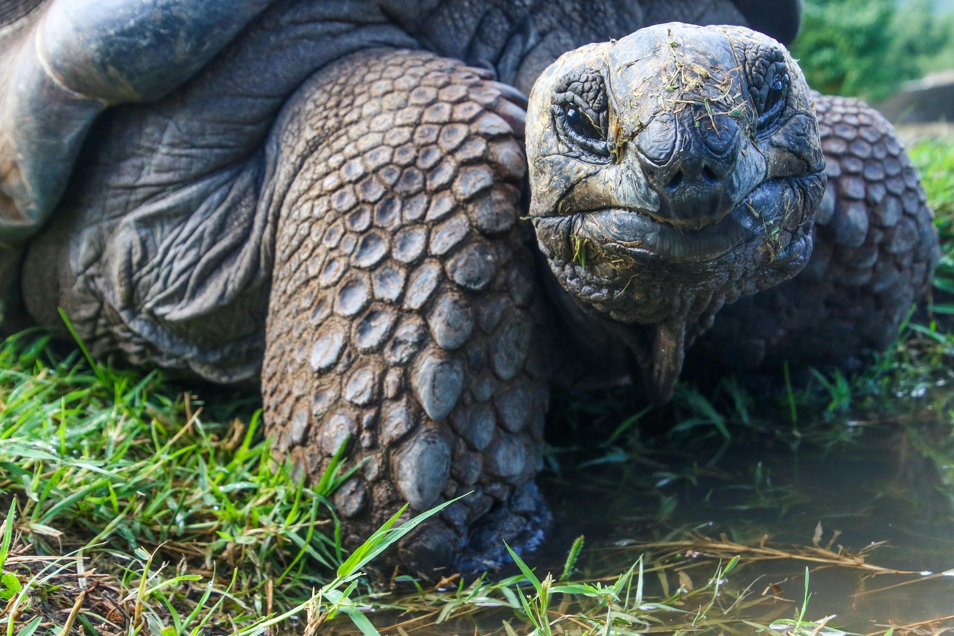 A turtle is laying in the grass next to a body of water.
