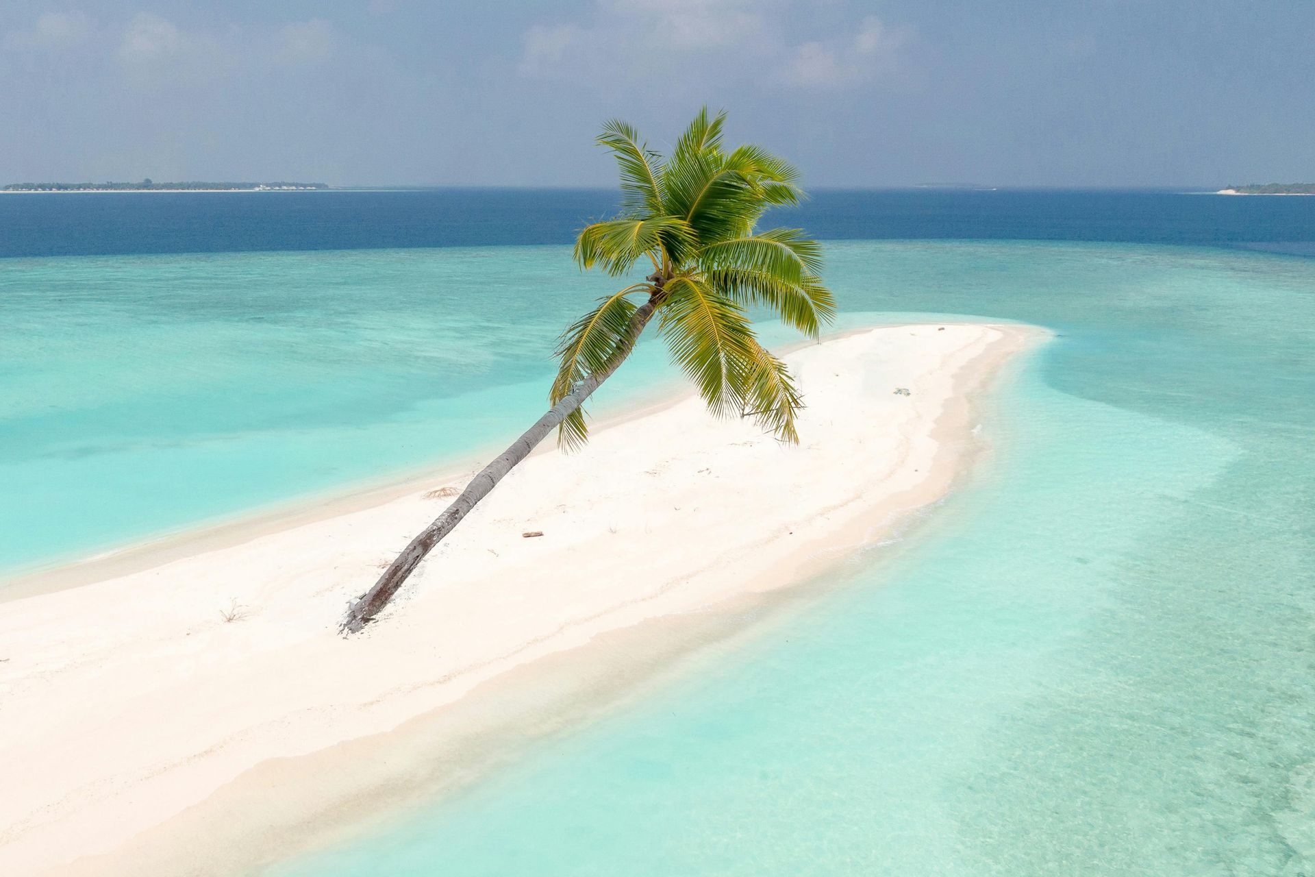 A palm tree is growing on a small island in the middle of the ocean.