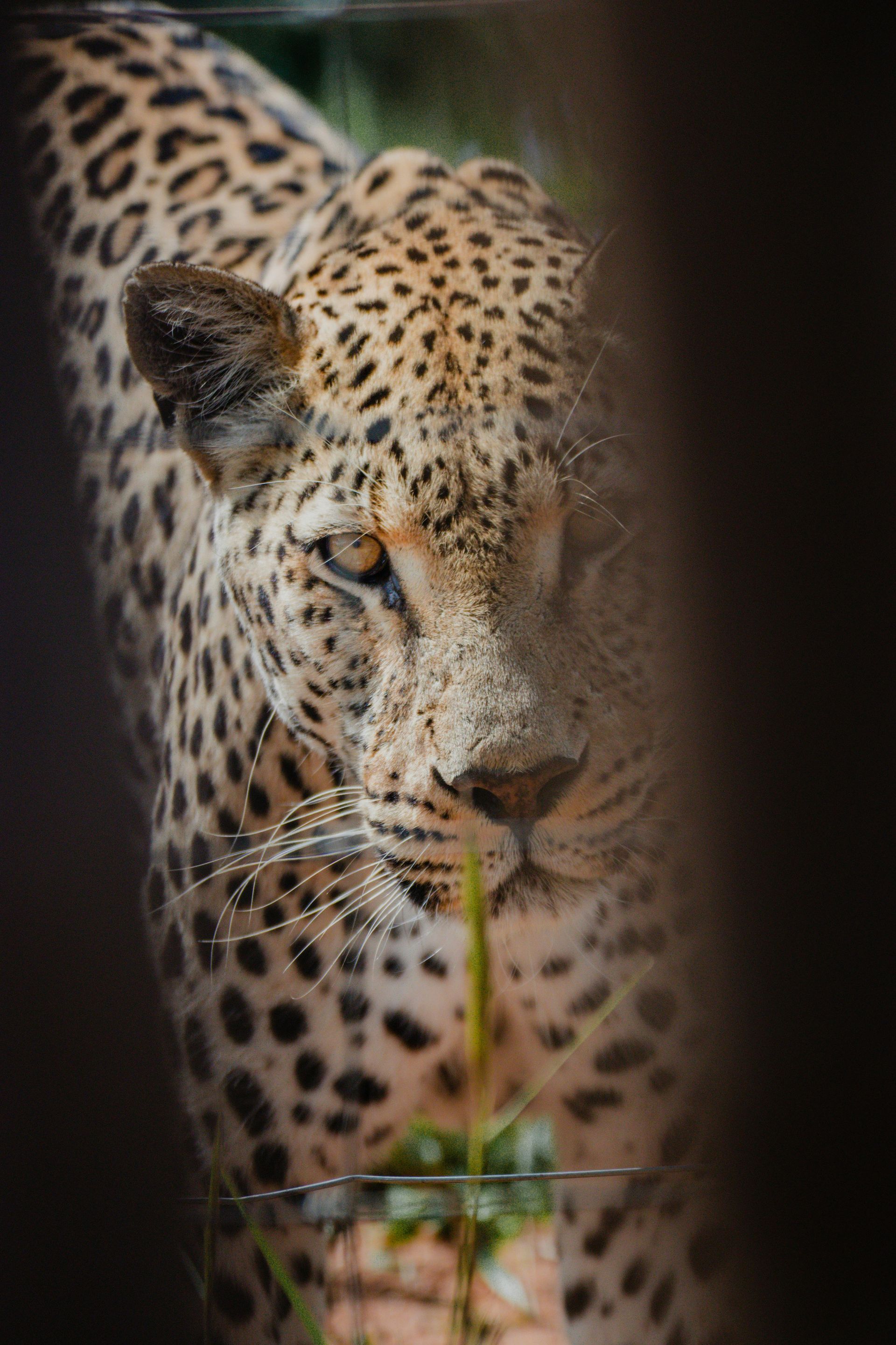 A close up of a leopard behind a fence eating grass in Etosha National Park