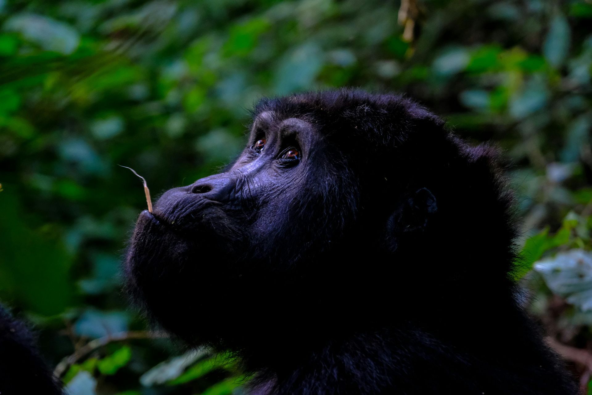 A gorilla is eating a leaf in the jungle.