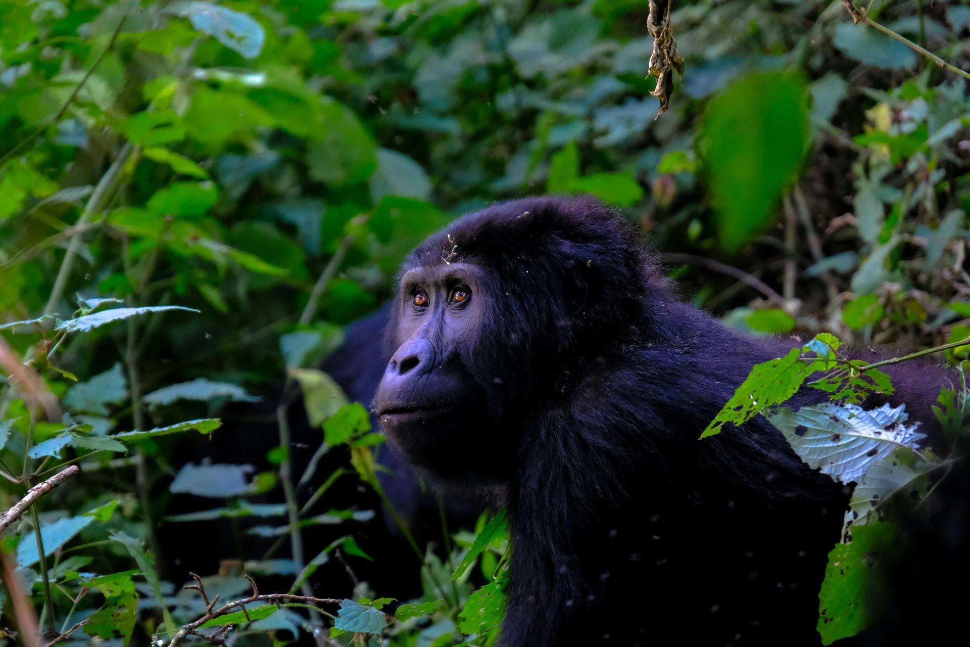 A gorilla is standing in the jungle looking at the camera.