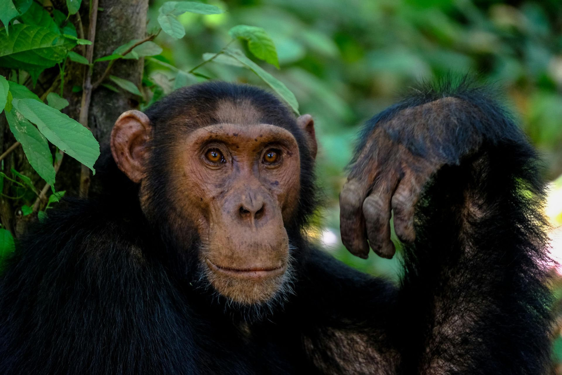 A chimpanzee is sitting next to a tree and looking at the camera.