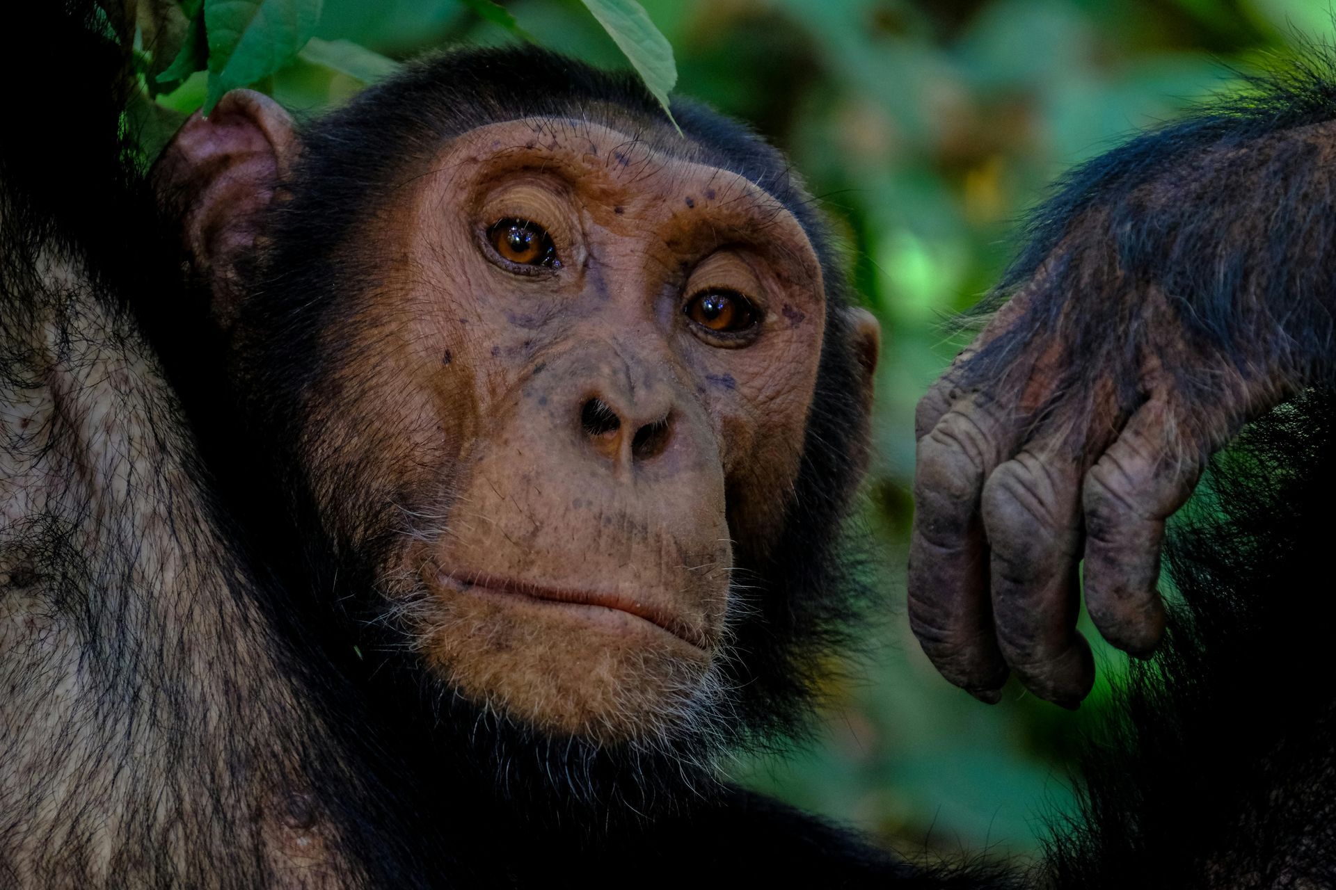 A close up of a chimpanzee looking at the camera in Kibale Forest National Park