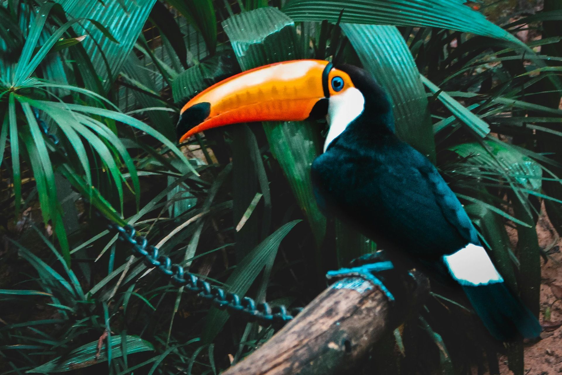 A toucan is perched on a branch in the jungle.