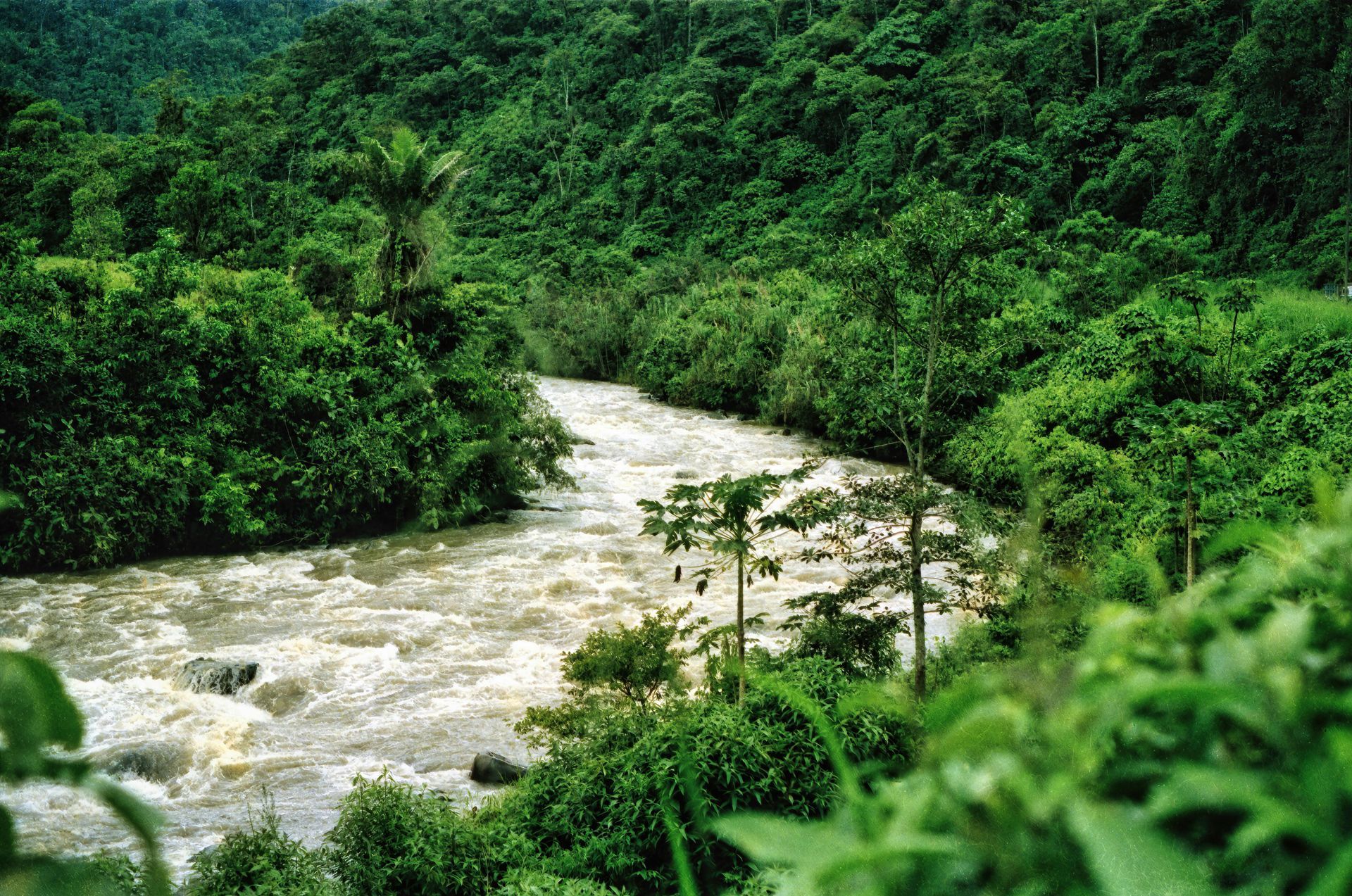 A river flowing through a lush green forest in the Amazon