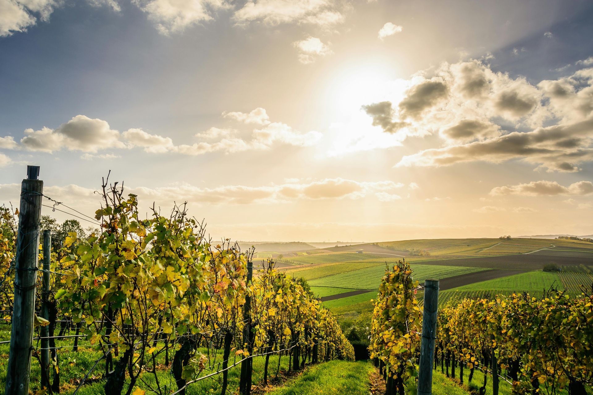 The sun is shining through the clouds over a vineyard.