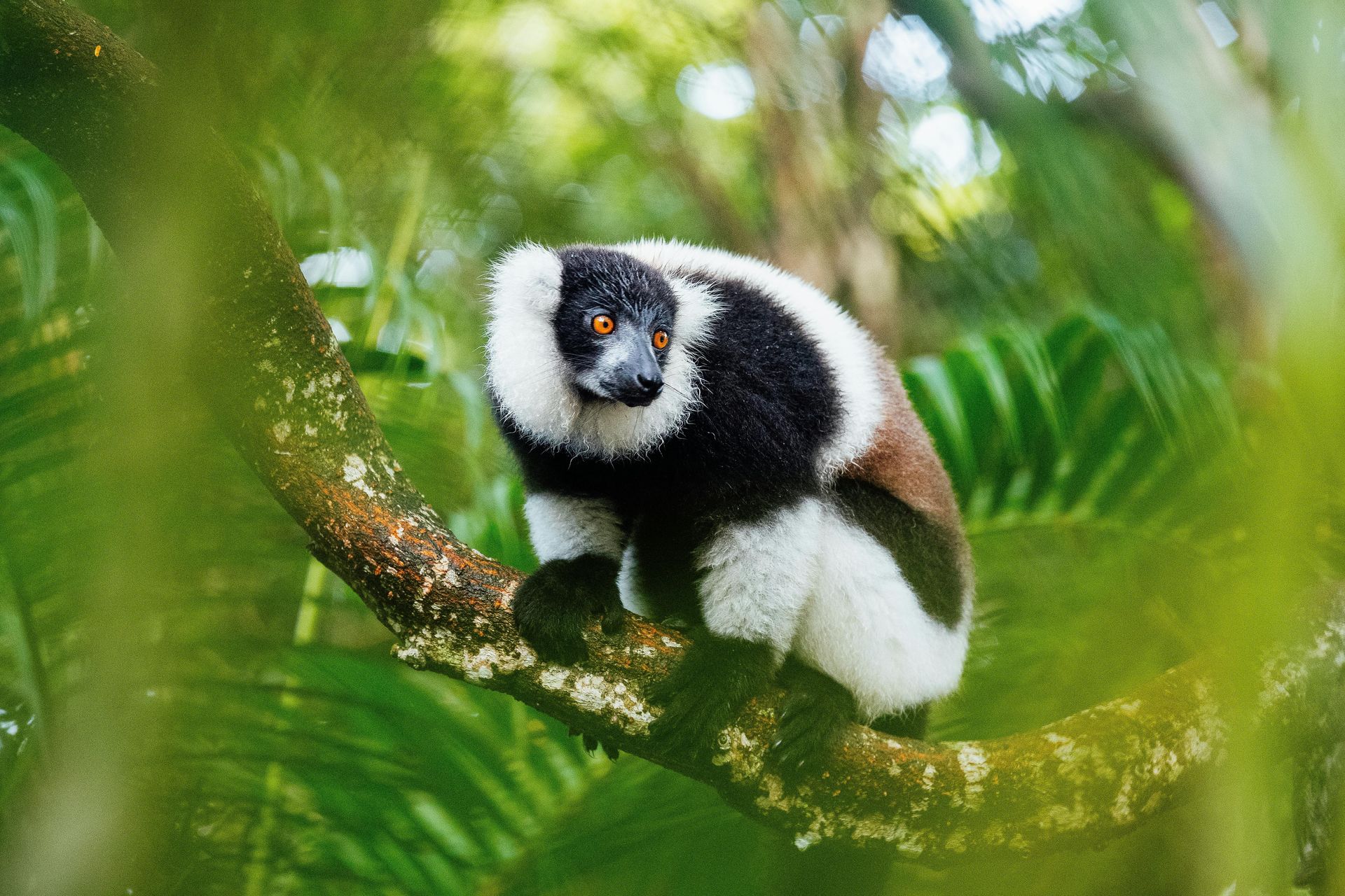 A black and white lemur is sitting on a tree branch in Madagascar