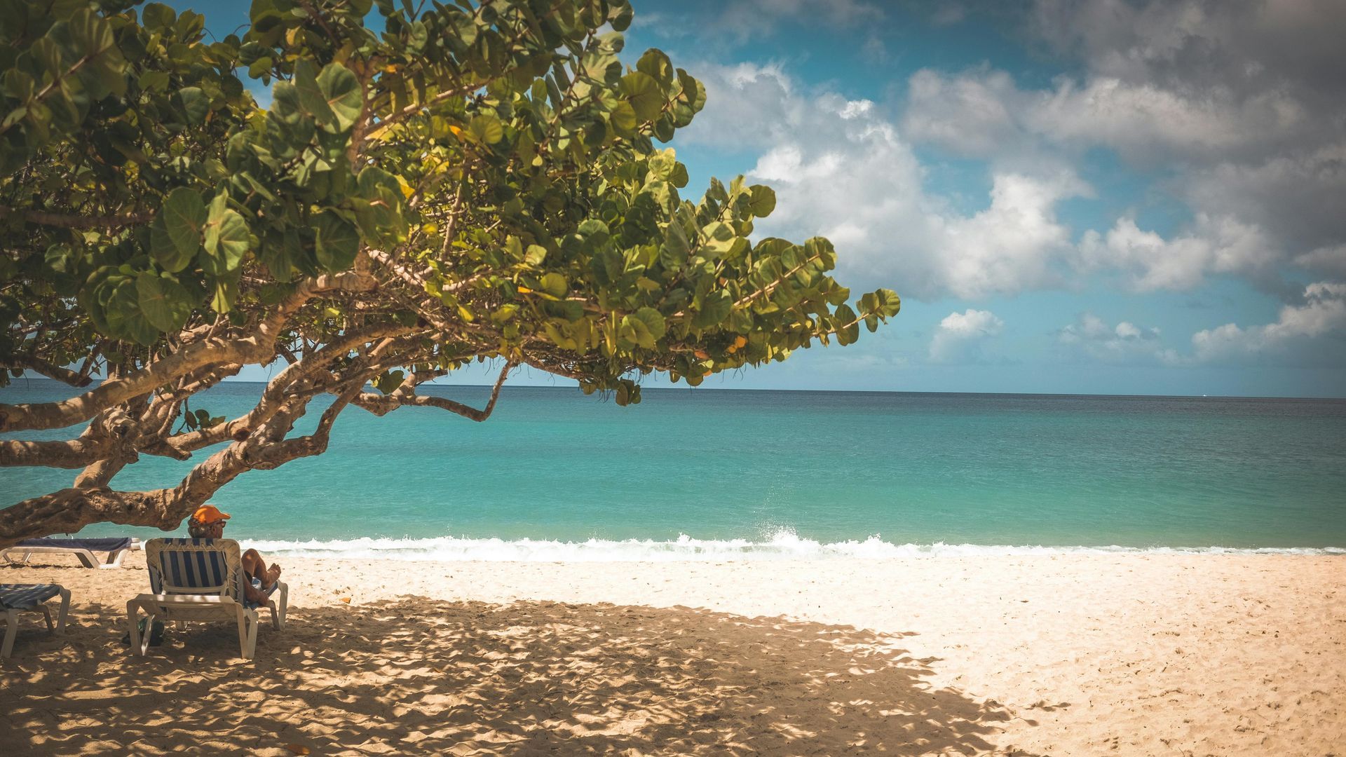 A person is sitting on a bench under a tree on a beach.