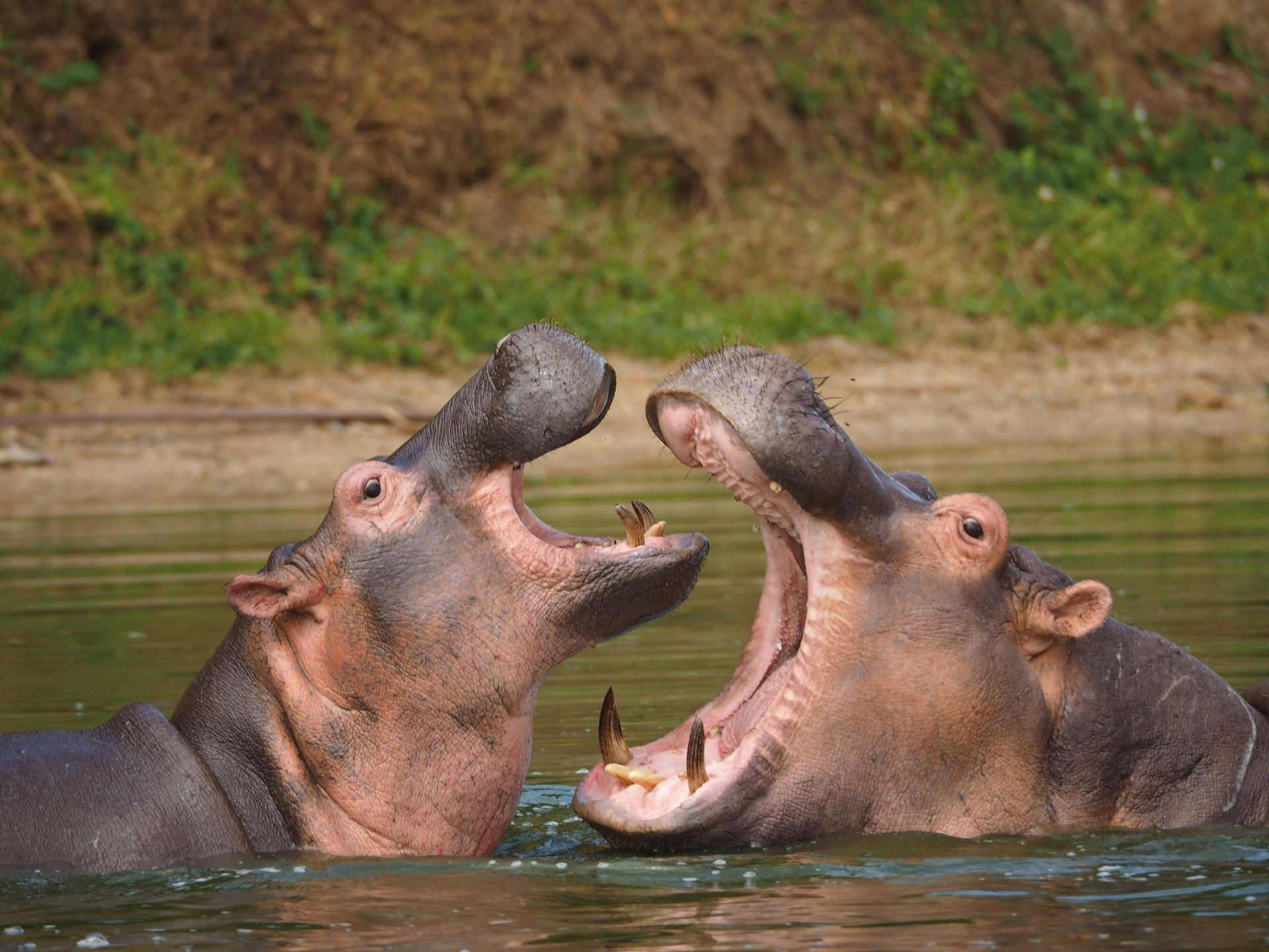 Two hippos are standing in the water with their mouths open in Uganda