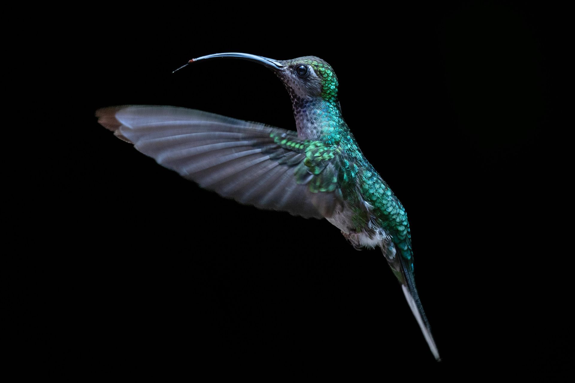 A hummingbird is flying in the dark with its wings spread.