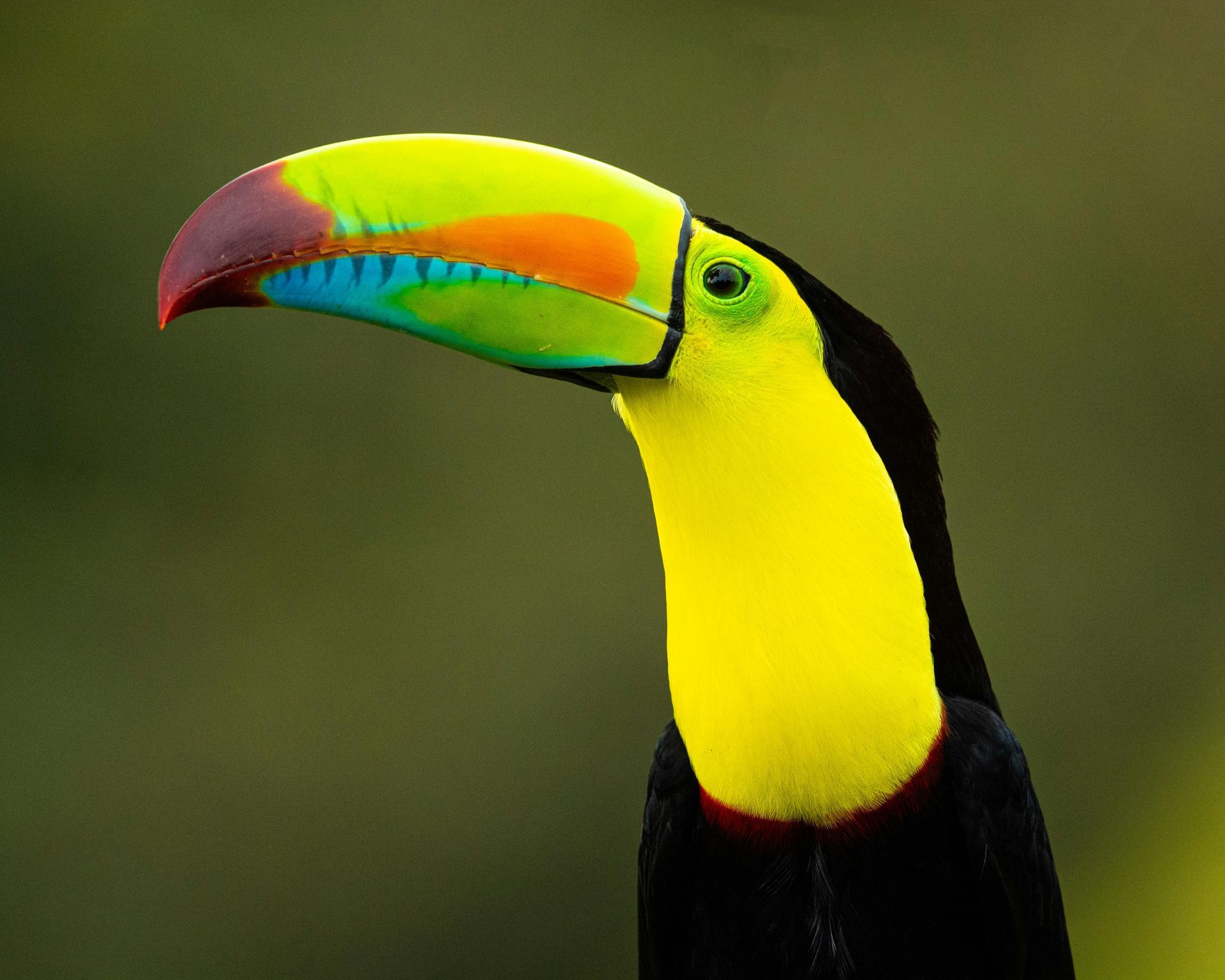 Toucan from Costa Rica