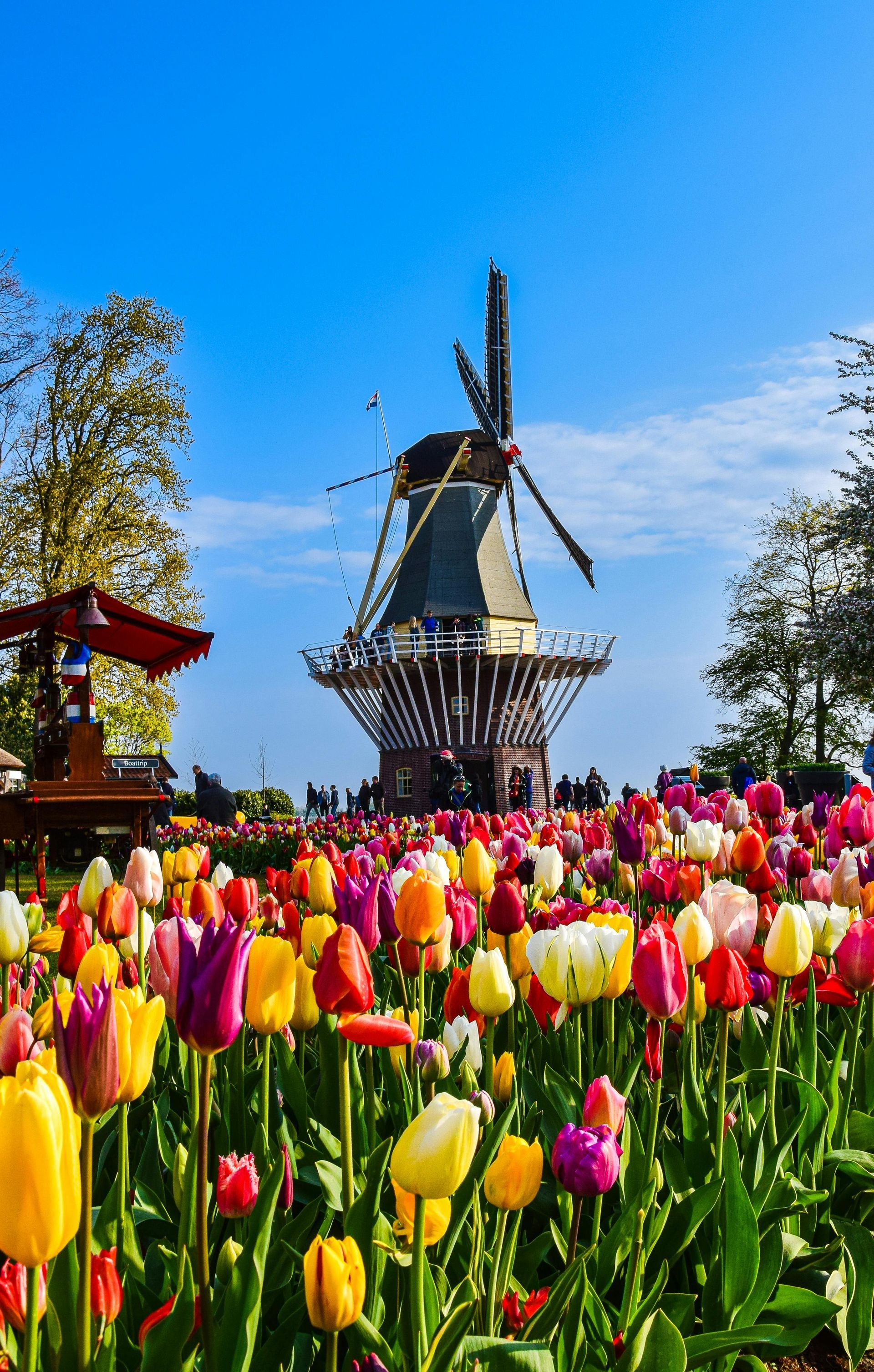 A windmill is sitting in the middle of a field of tulips.