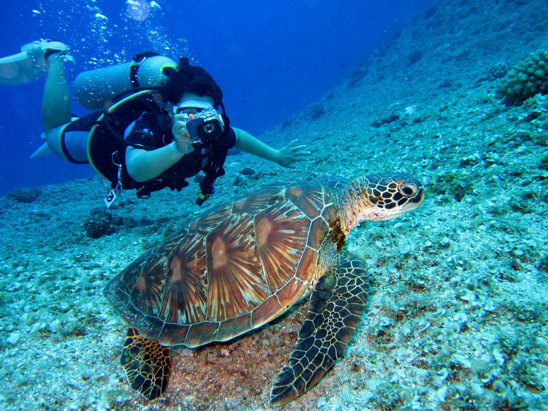 A scuba diver is taking a picture of a sea turtle