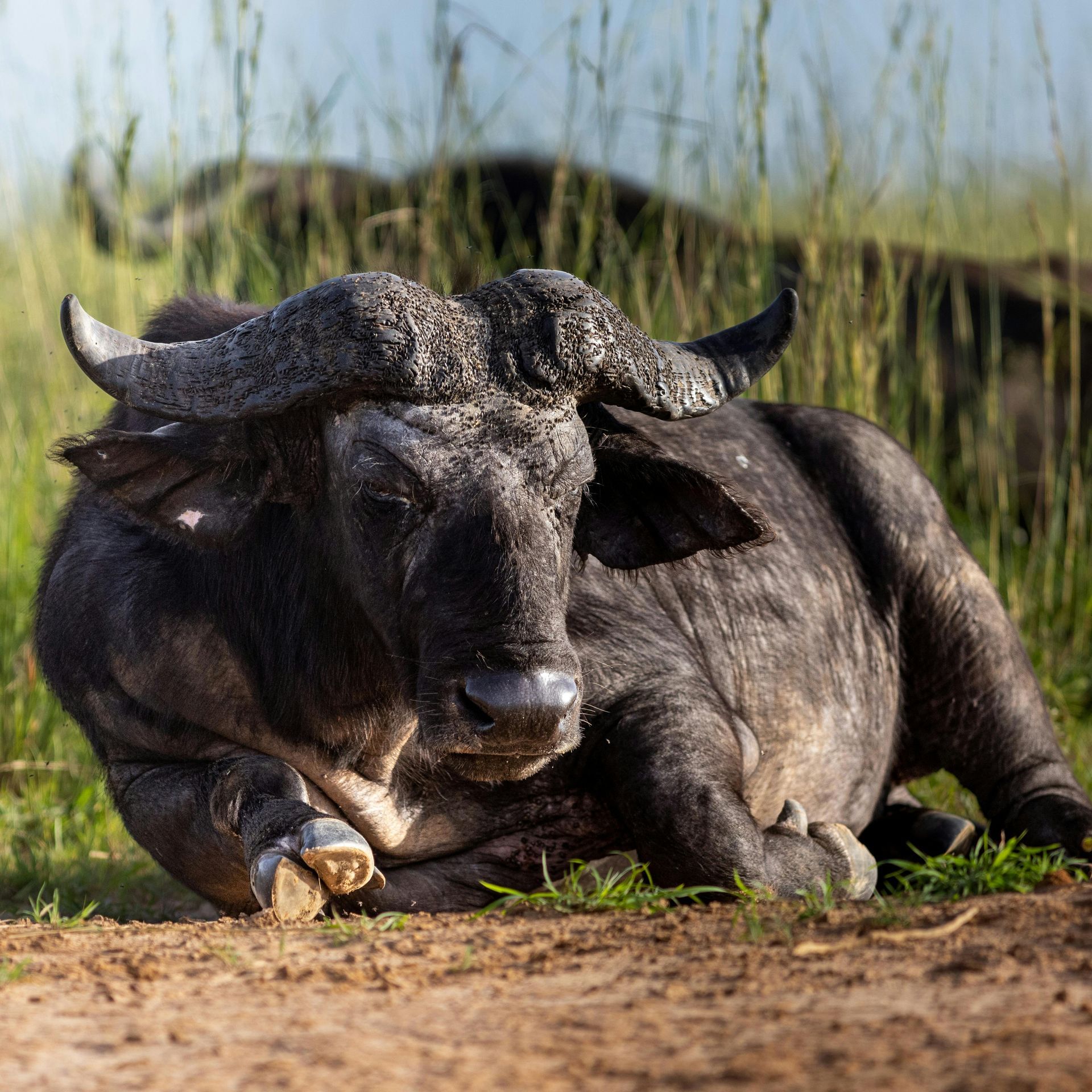 A water buffalo is laying on the ground in the grass