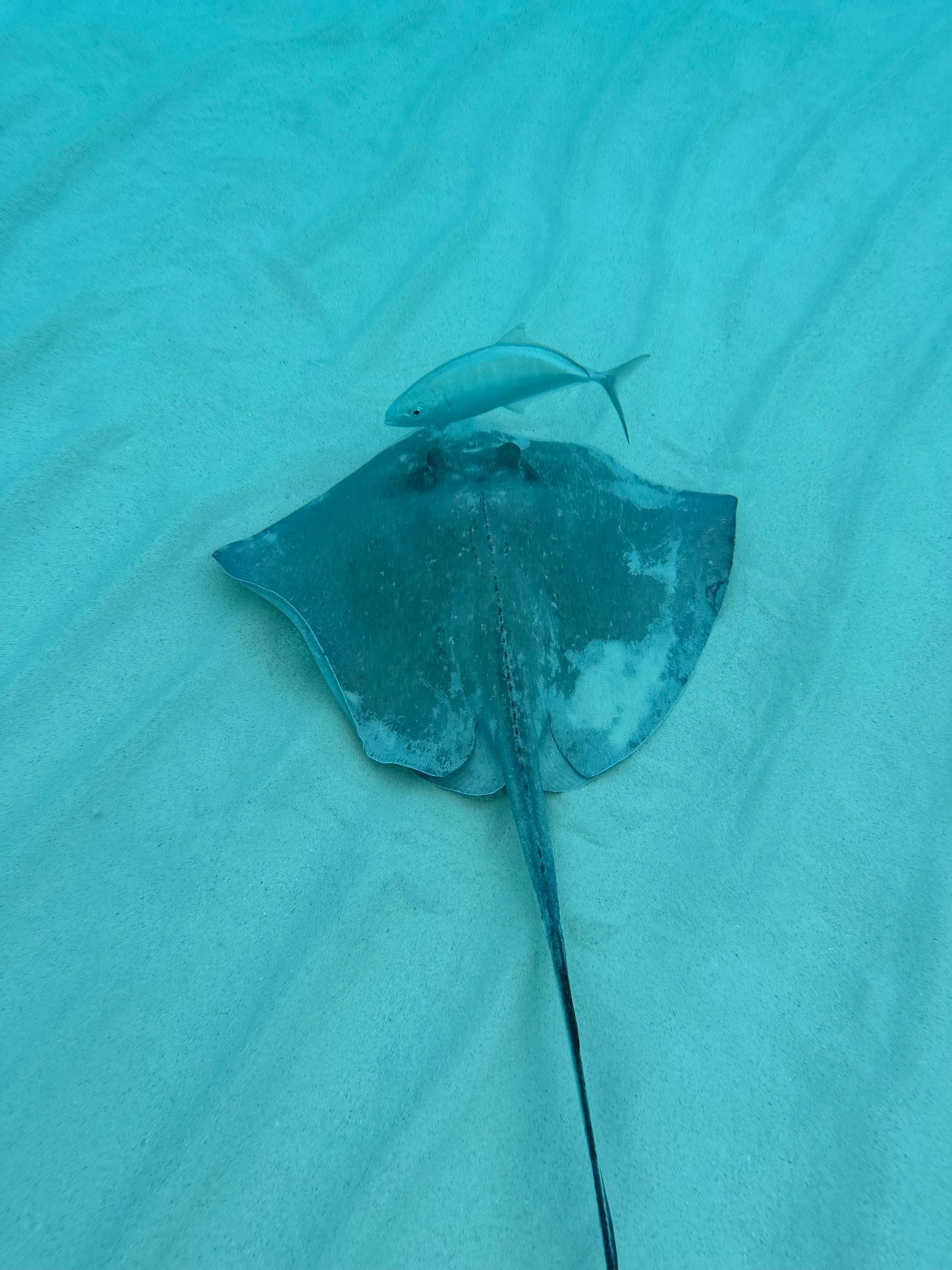A stingray and a fish are swimming in the ocean.