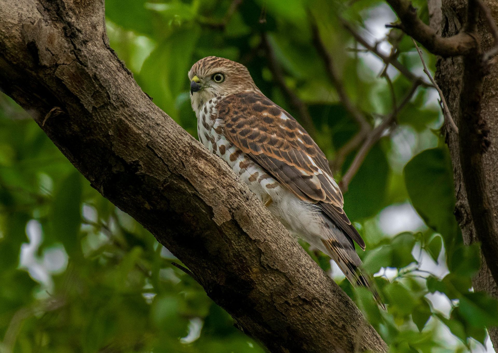 A Mauritian Kestrel is perched on a tree branch.