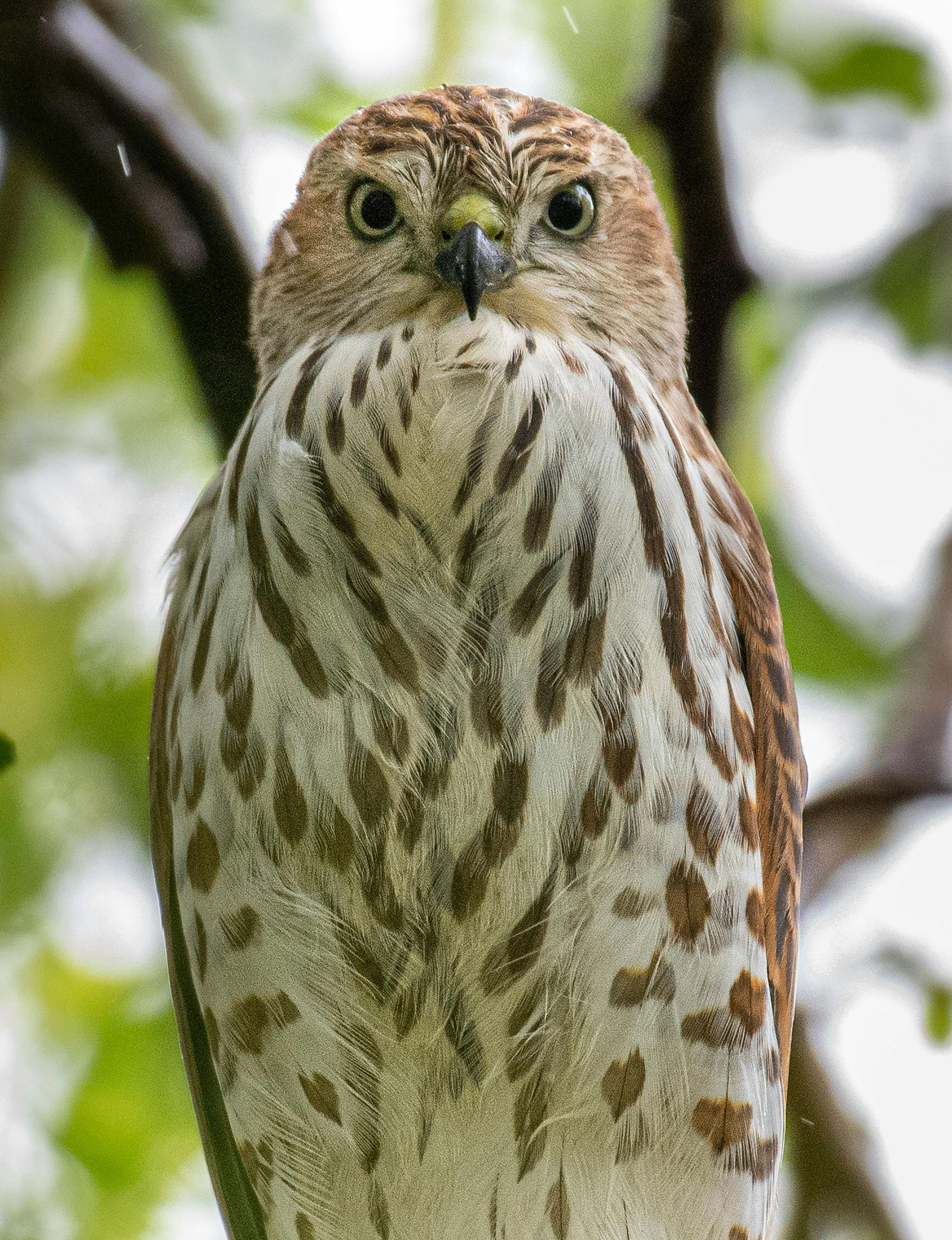 A close up of a Mauritian Kestrel perched on a tree branch looking at the camera.