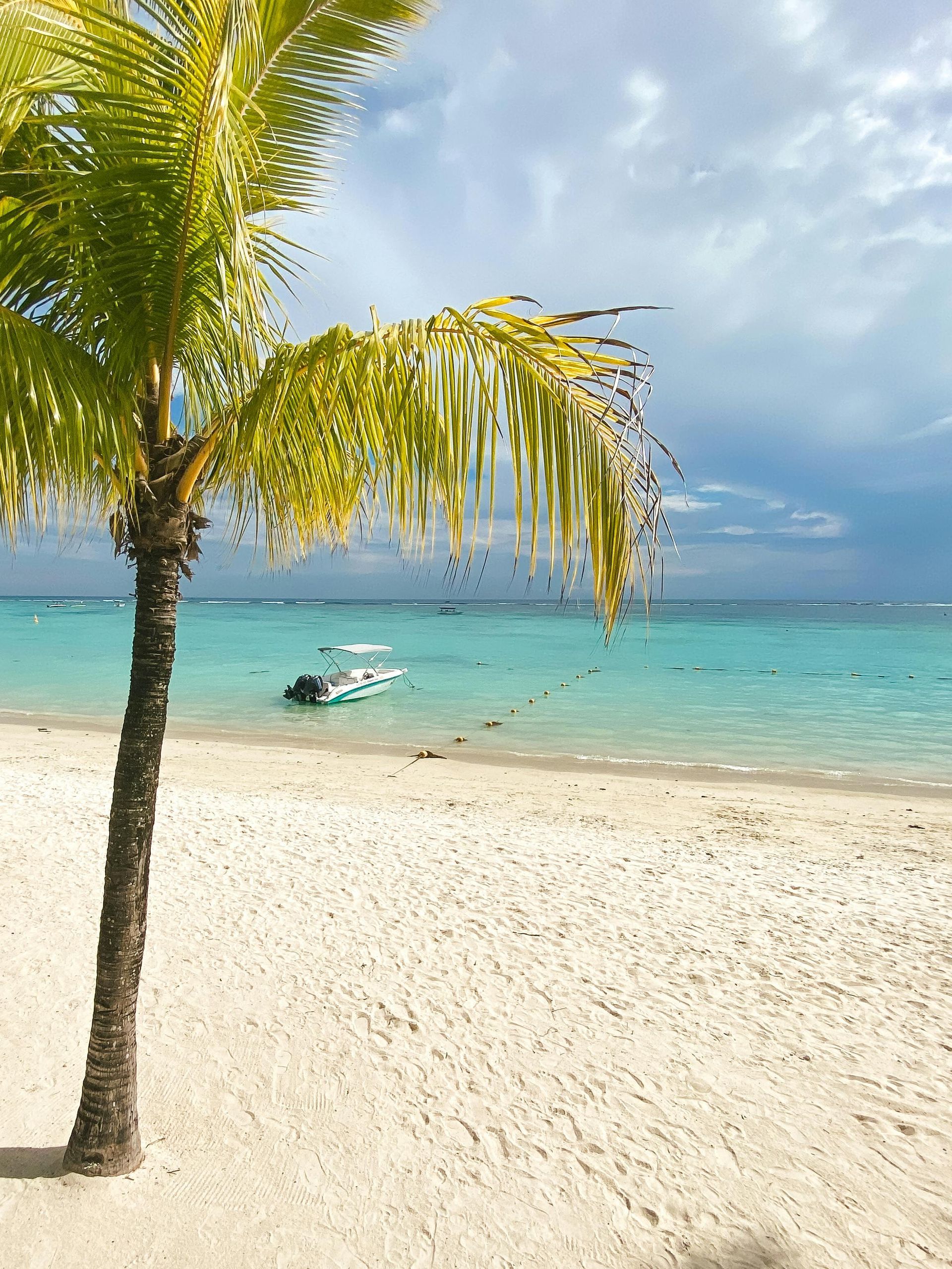 A palm tree on a beach with a boat in the water