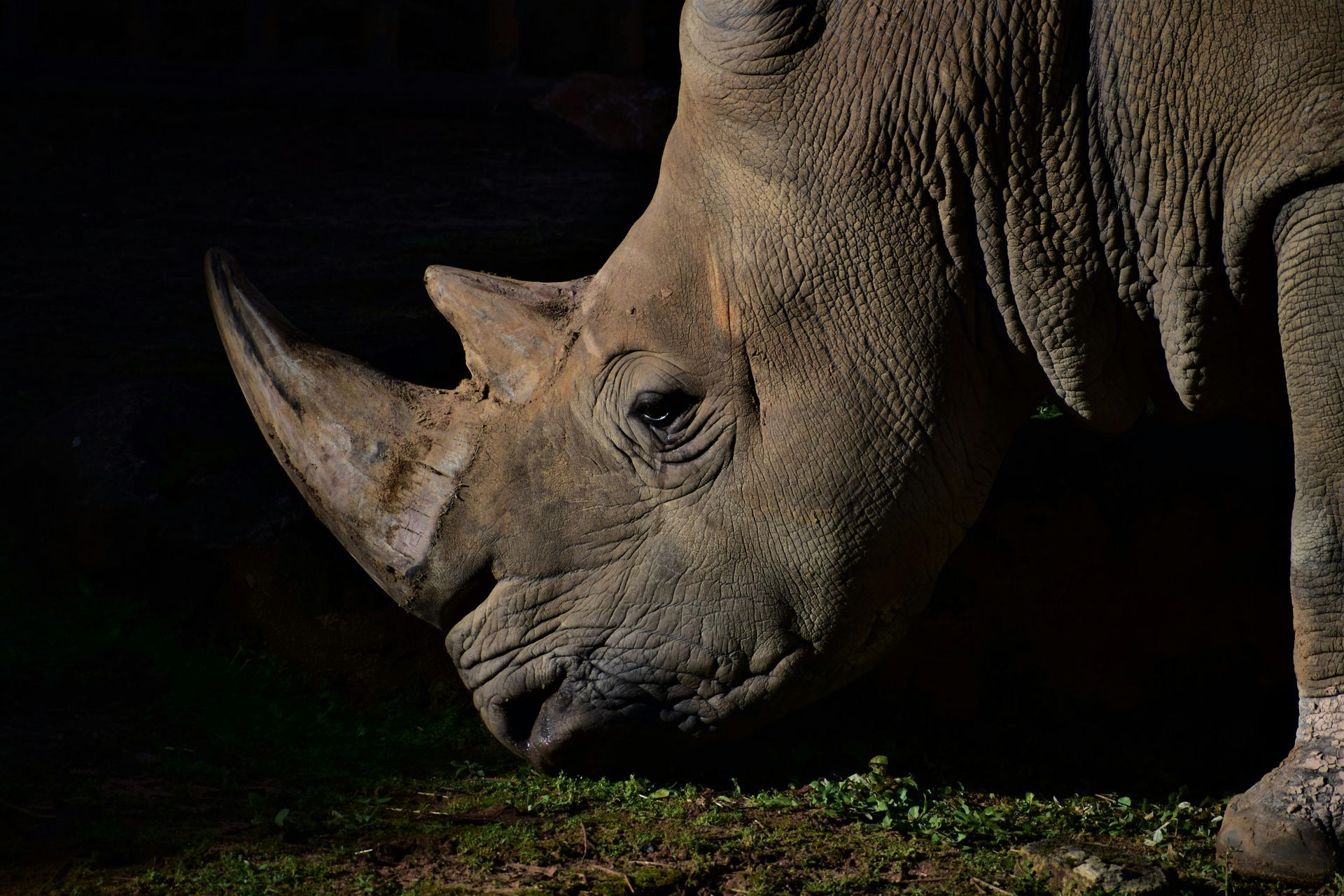 A close up of a rhinoceros 's head in the dark.