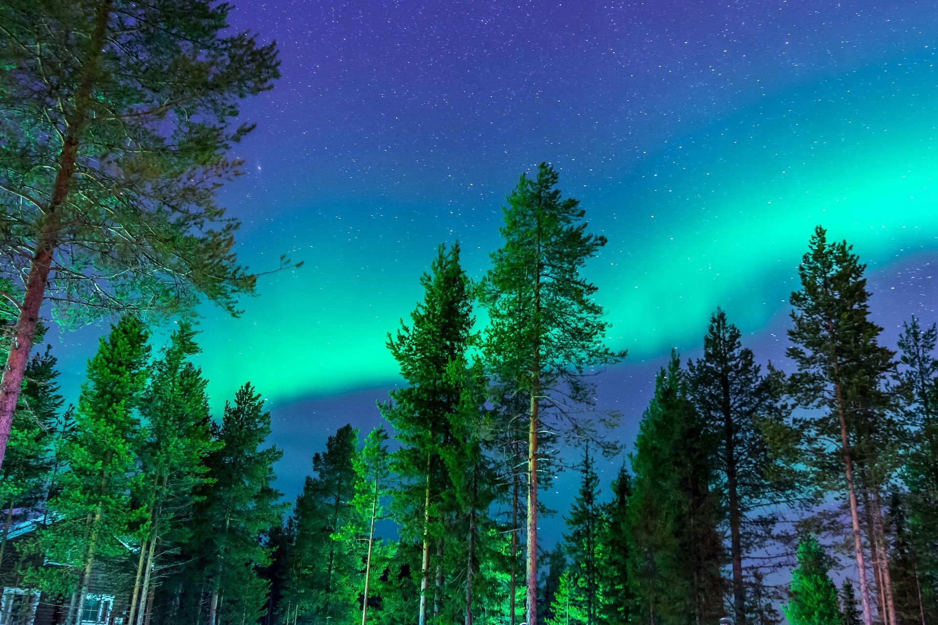 The aurora borealis is shining over a forest at night In Alaska