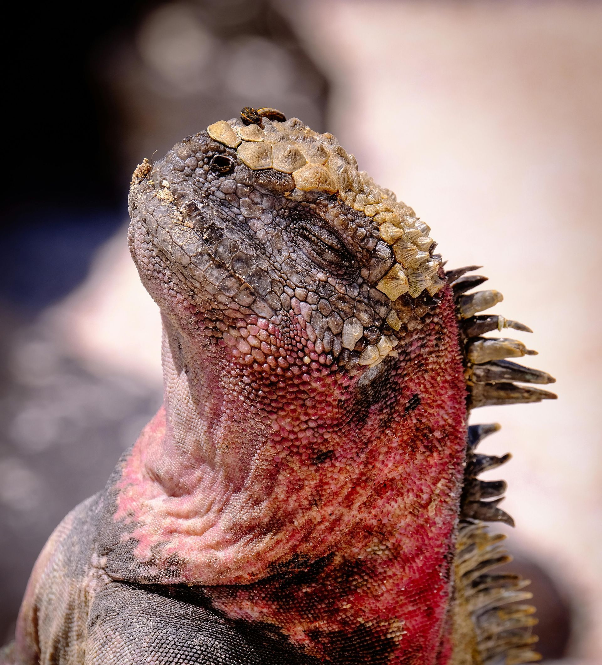 A close up of a lizard with a red head.