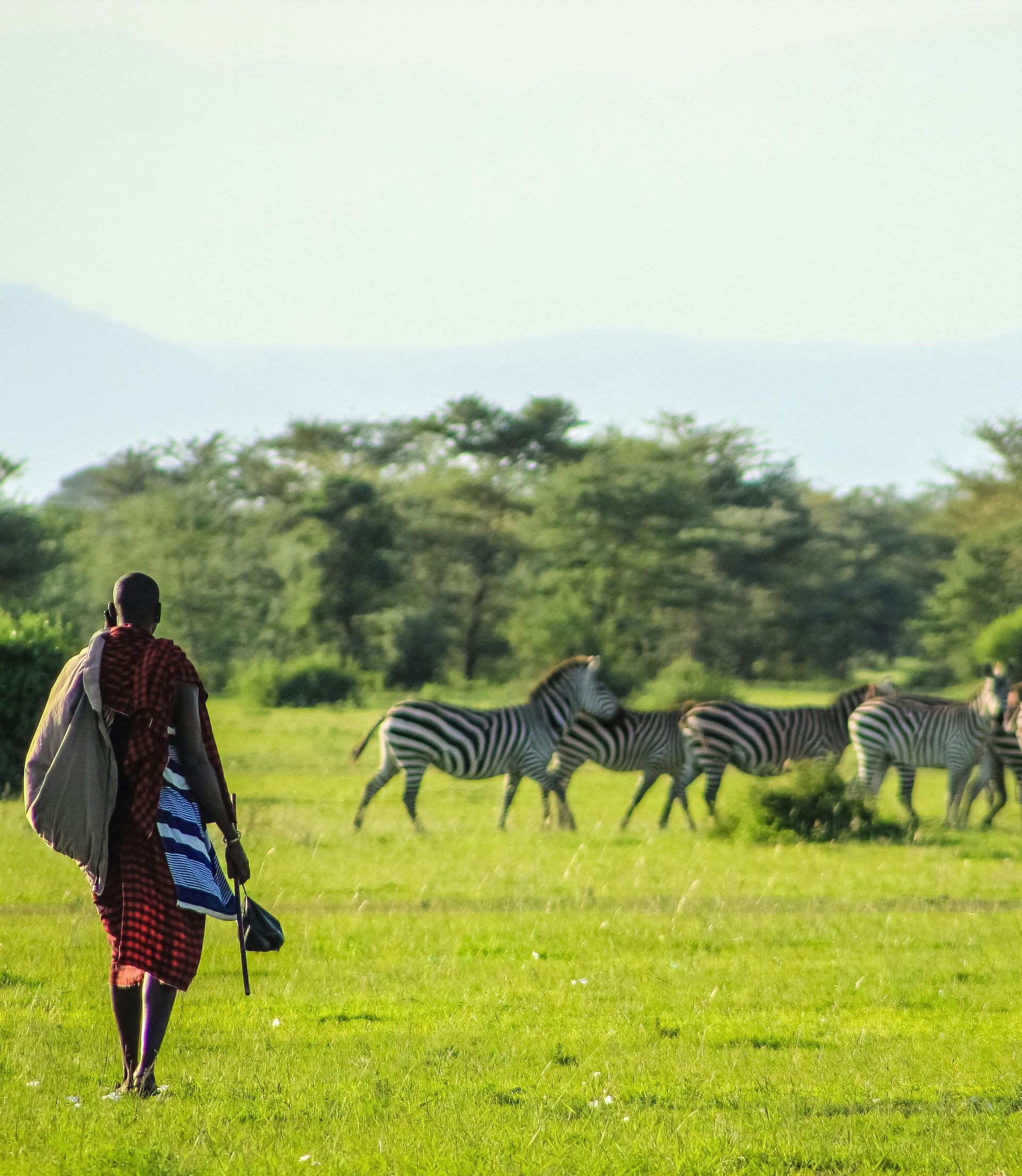 Tribal man in Africa following zebra