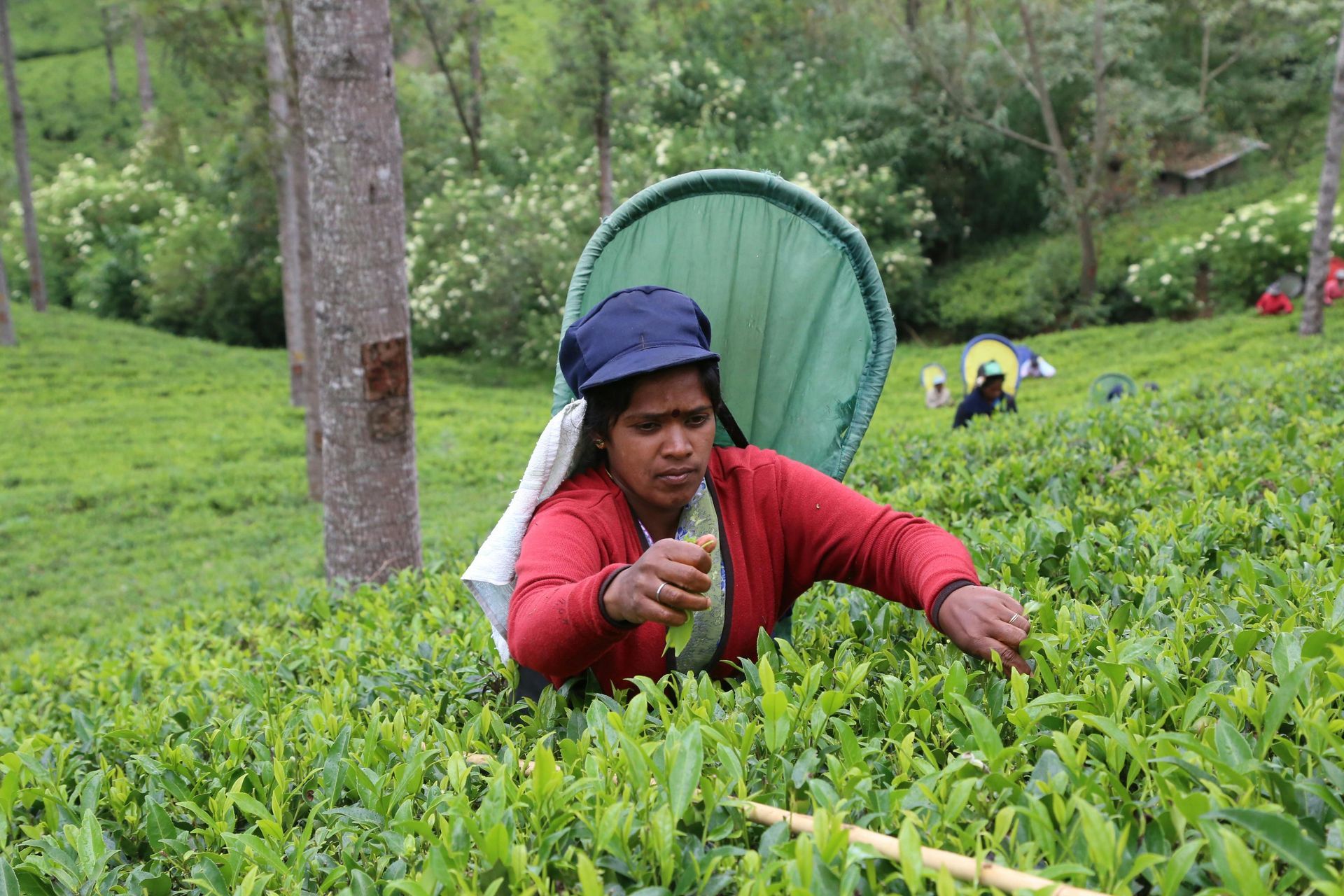 A woman is picking tea leaves in a field in Sri Lanka