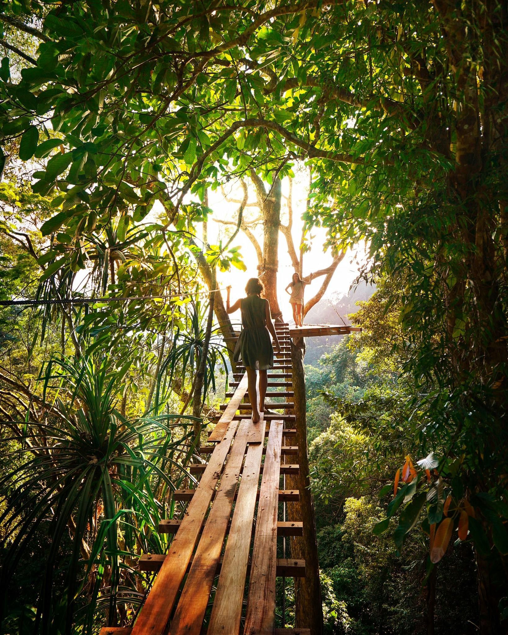 Lady walking through jungle on wooden steps