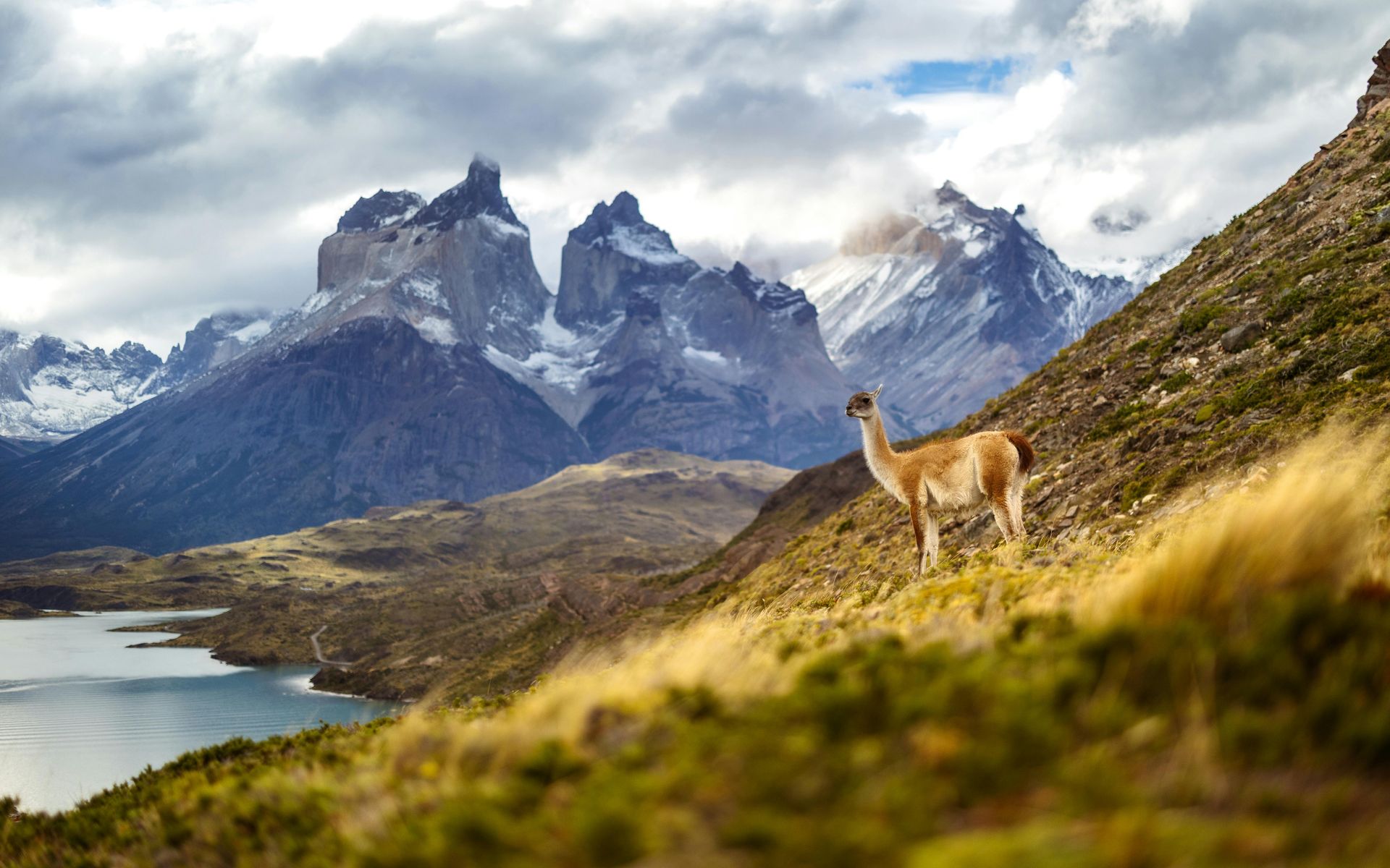 A llama is standing on a hill with mountains in the background in Torres del Paine NP