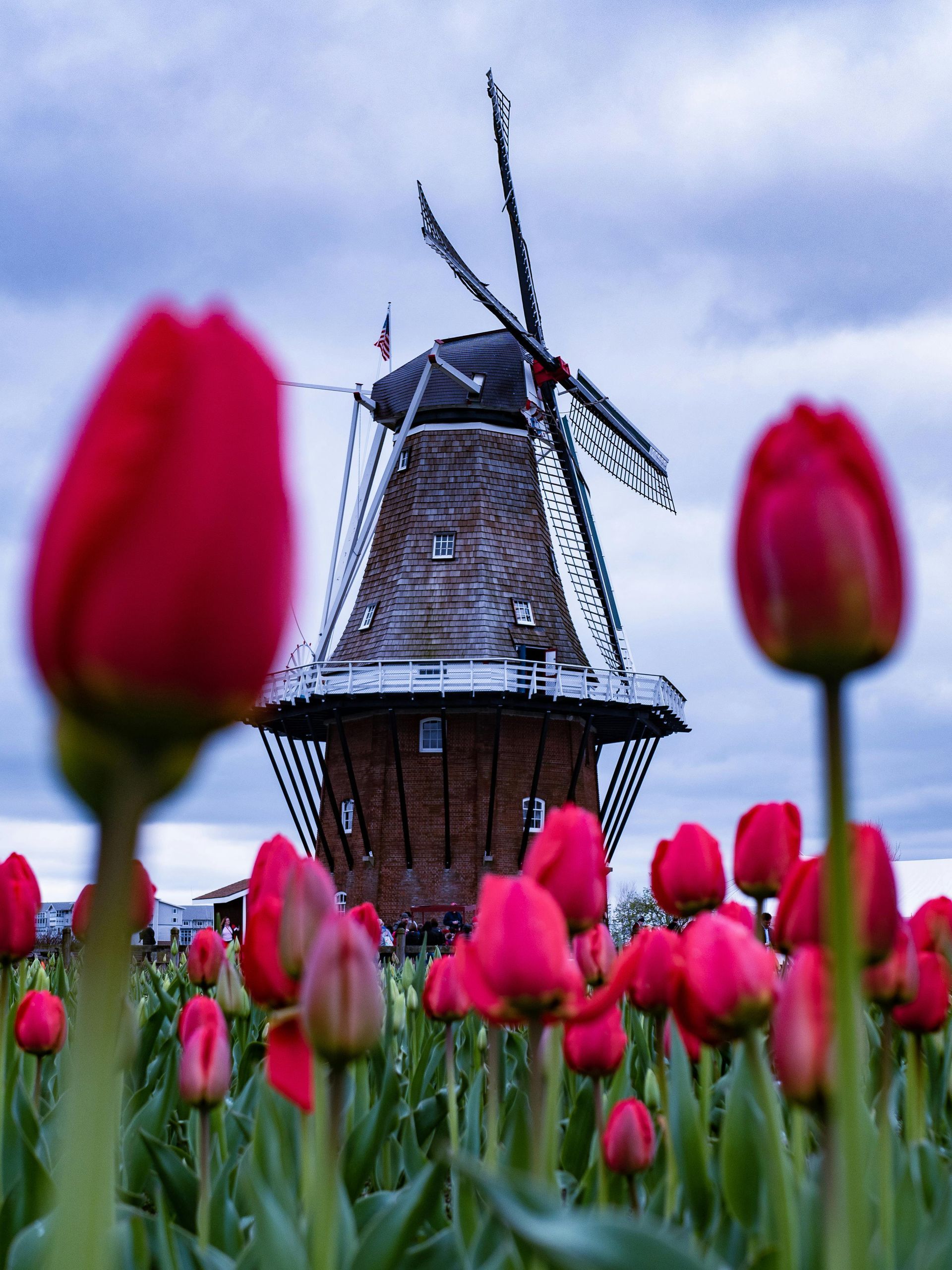 A windmill is in the background of a field of red tulips in Netherlands