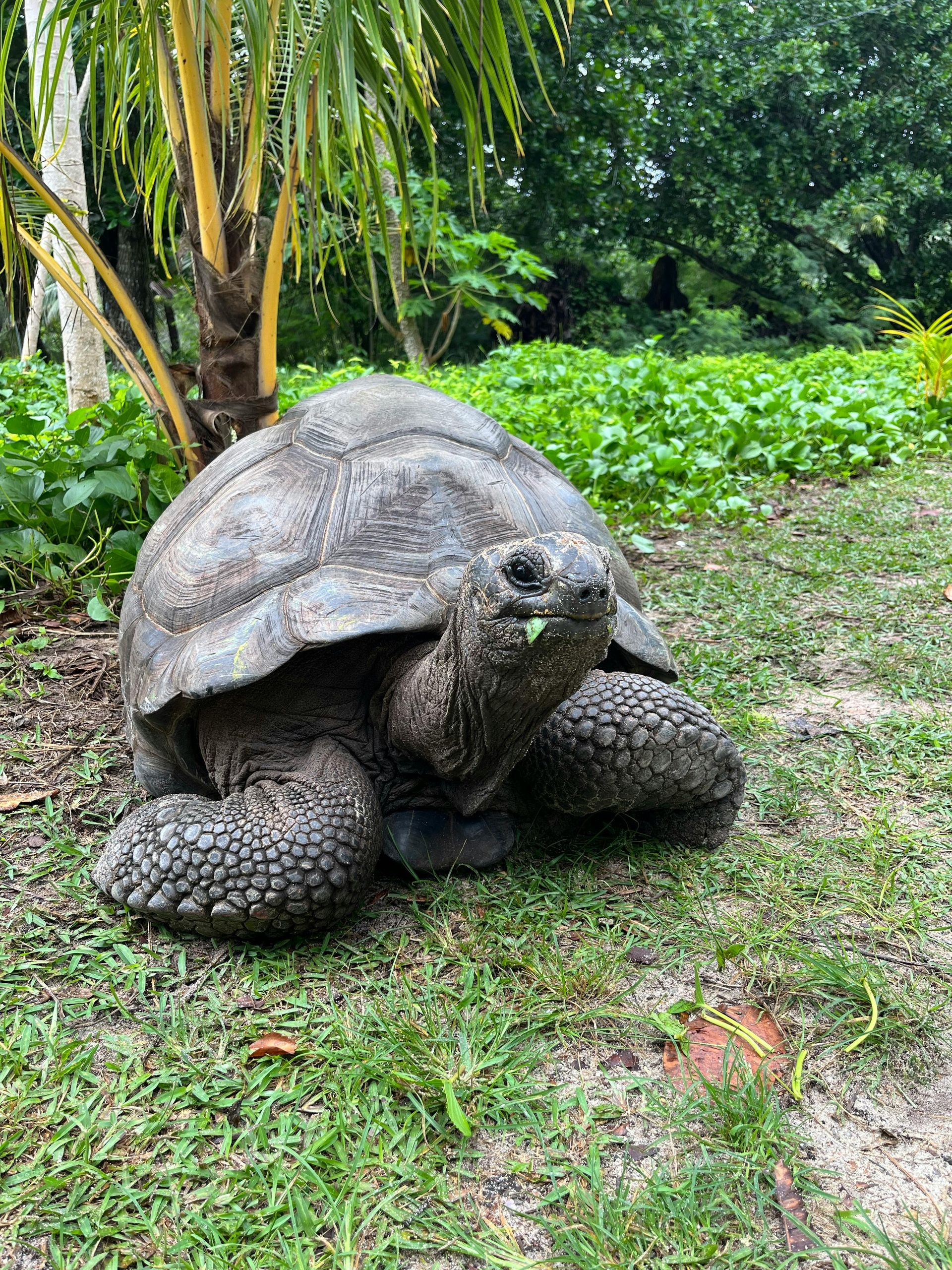 A large tortoise is sitting on top of a lush green field in Seychelles