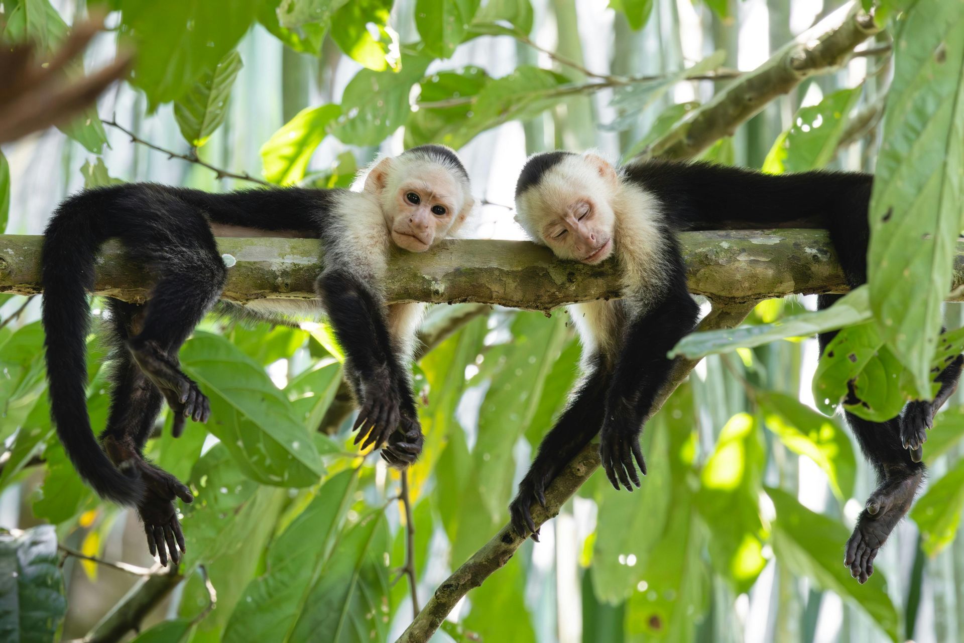 Two monkeys are sleeping on a tree branch in Costa Rica