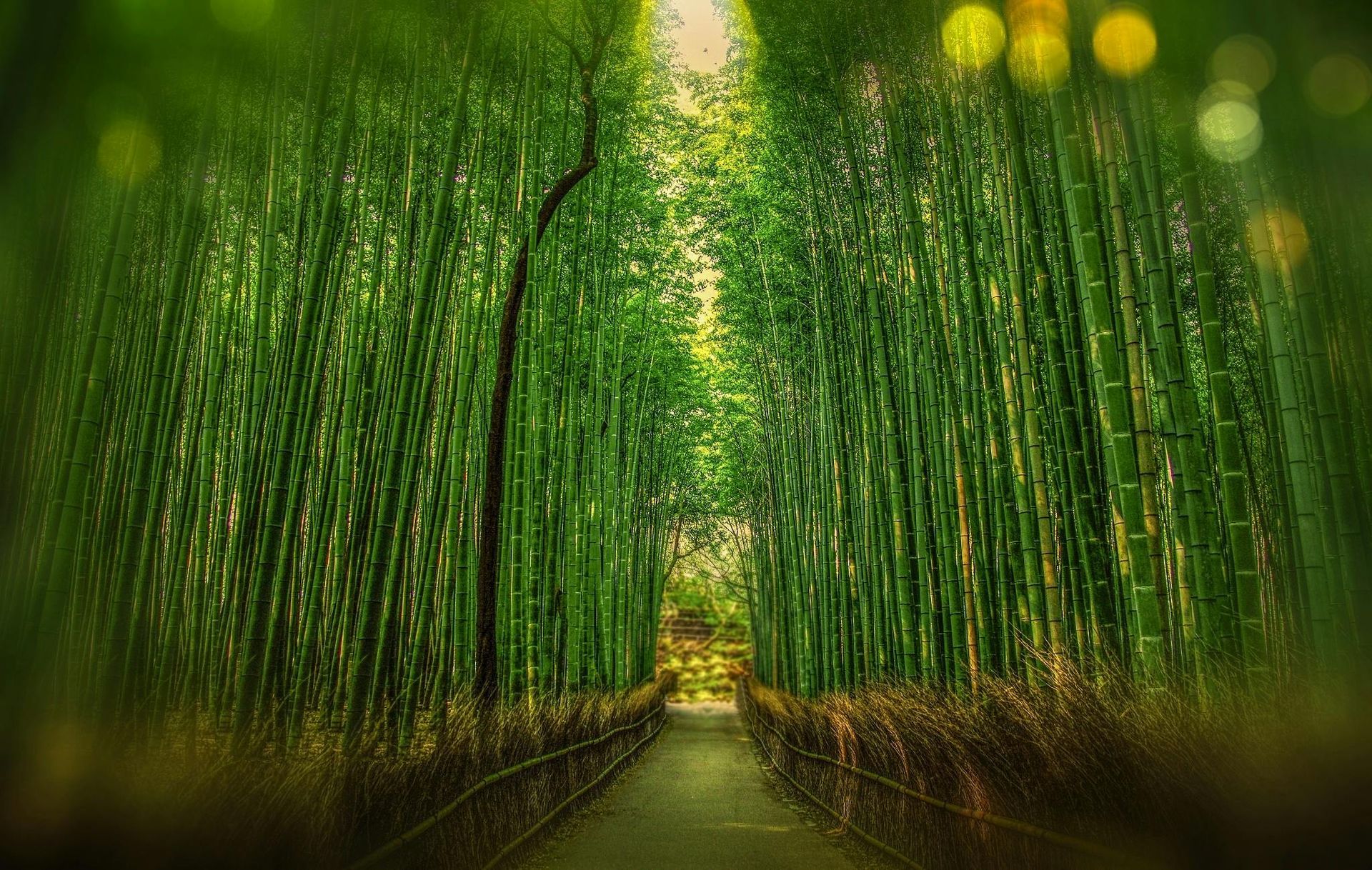 Looking up into a bamboo forest with lots of trees Arashiyama Bamboo Grove