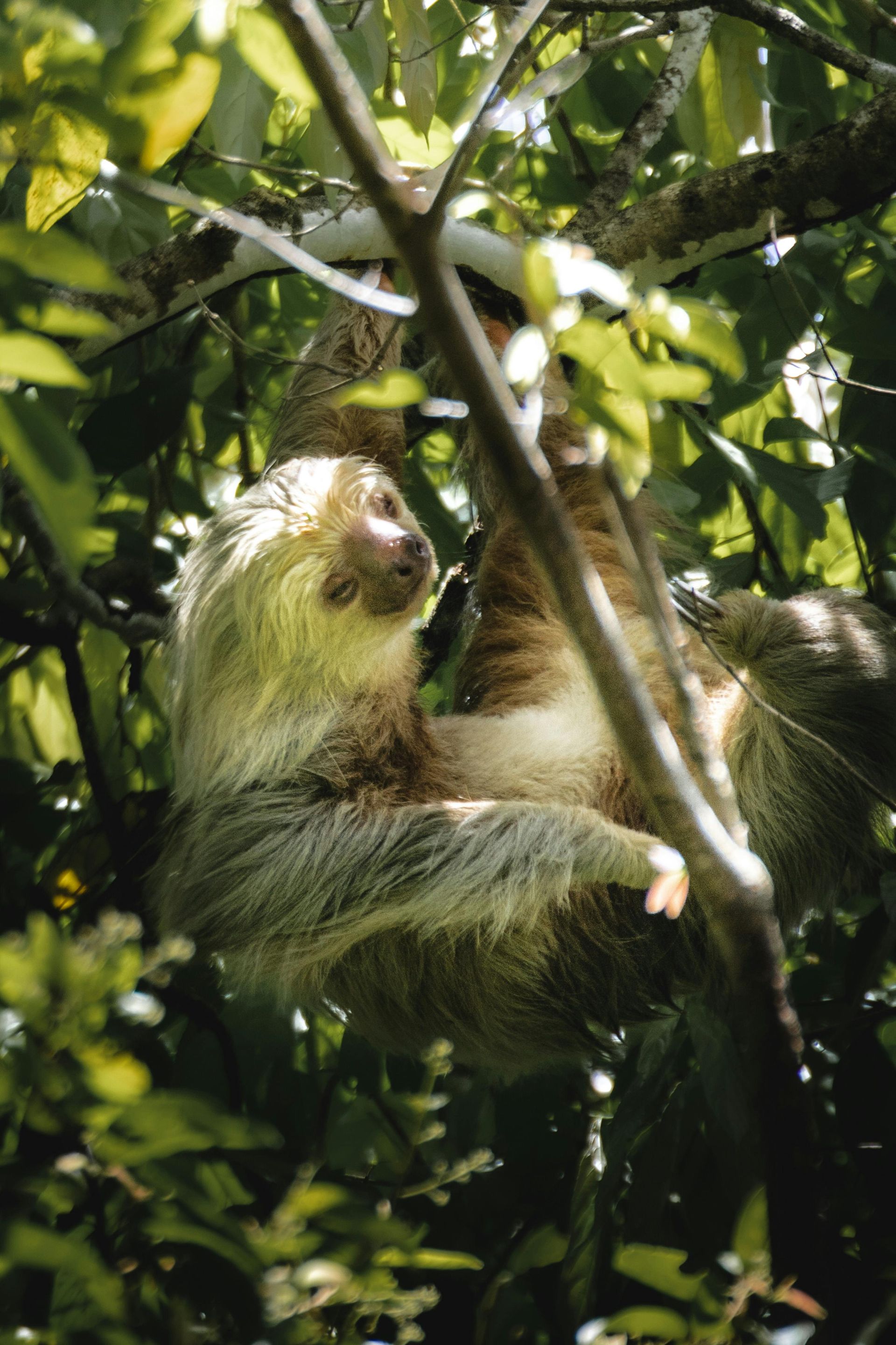 A sloth is hanging upside down from a tree branch in Costa Rica