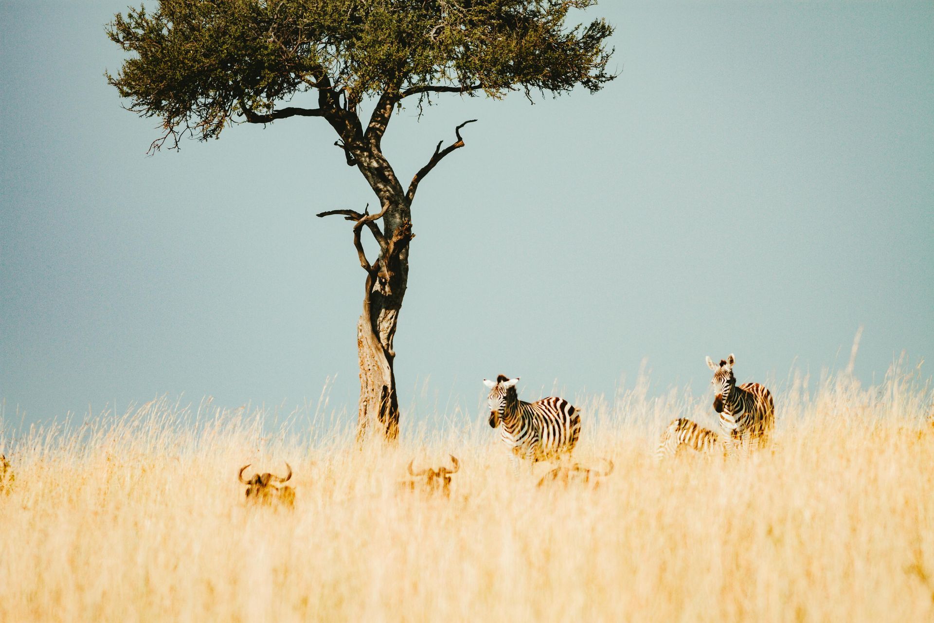 Herds of zebra and wildebeest in Maasai Mara